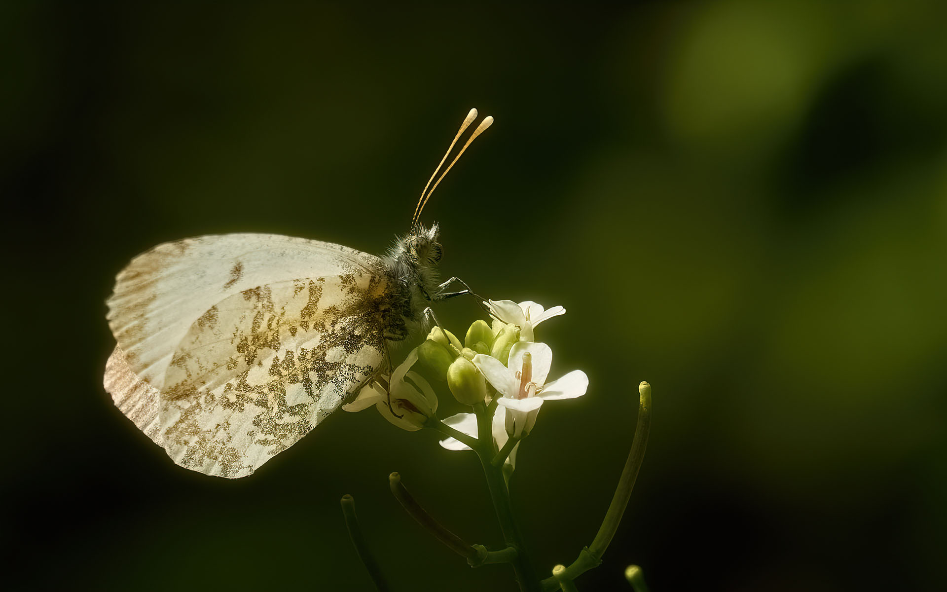 Anthocharis cardamines (f.) - Colli Tortonesi 08.05.21