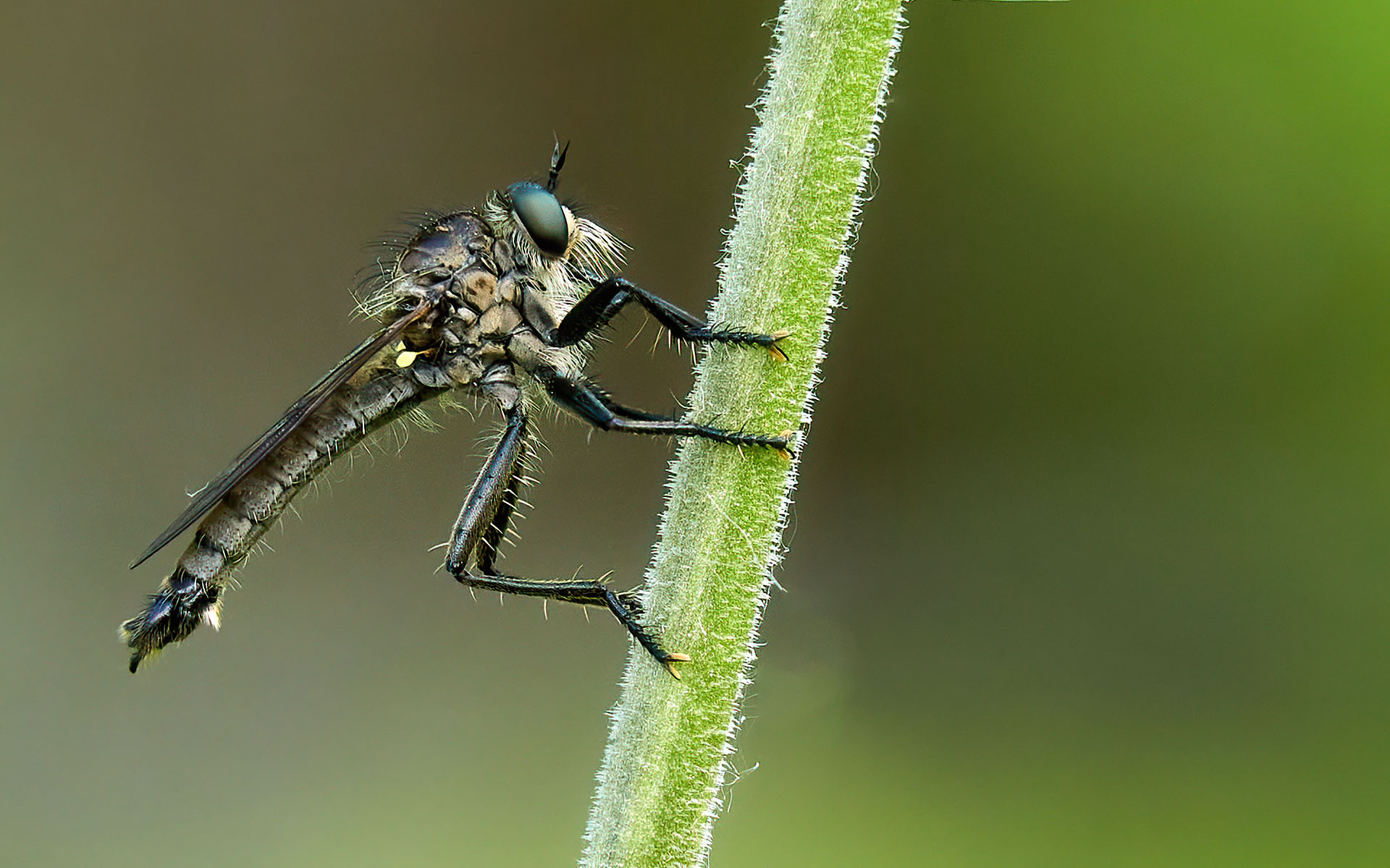 Dittero (famiglia Asilidae) - Colli Tortonesi 08.05.21