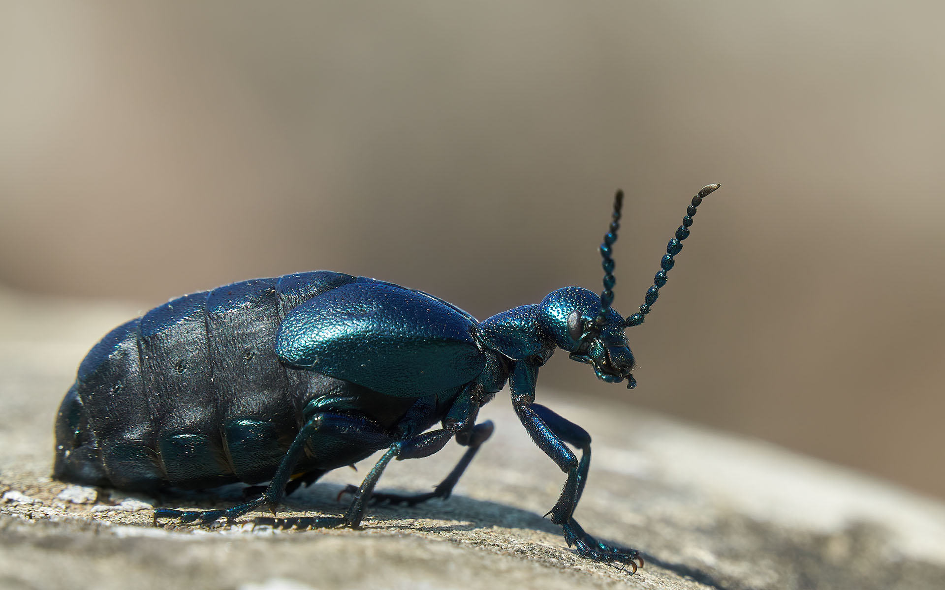 Meloe - Colli Tortonesi 08.05.21