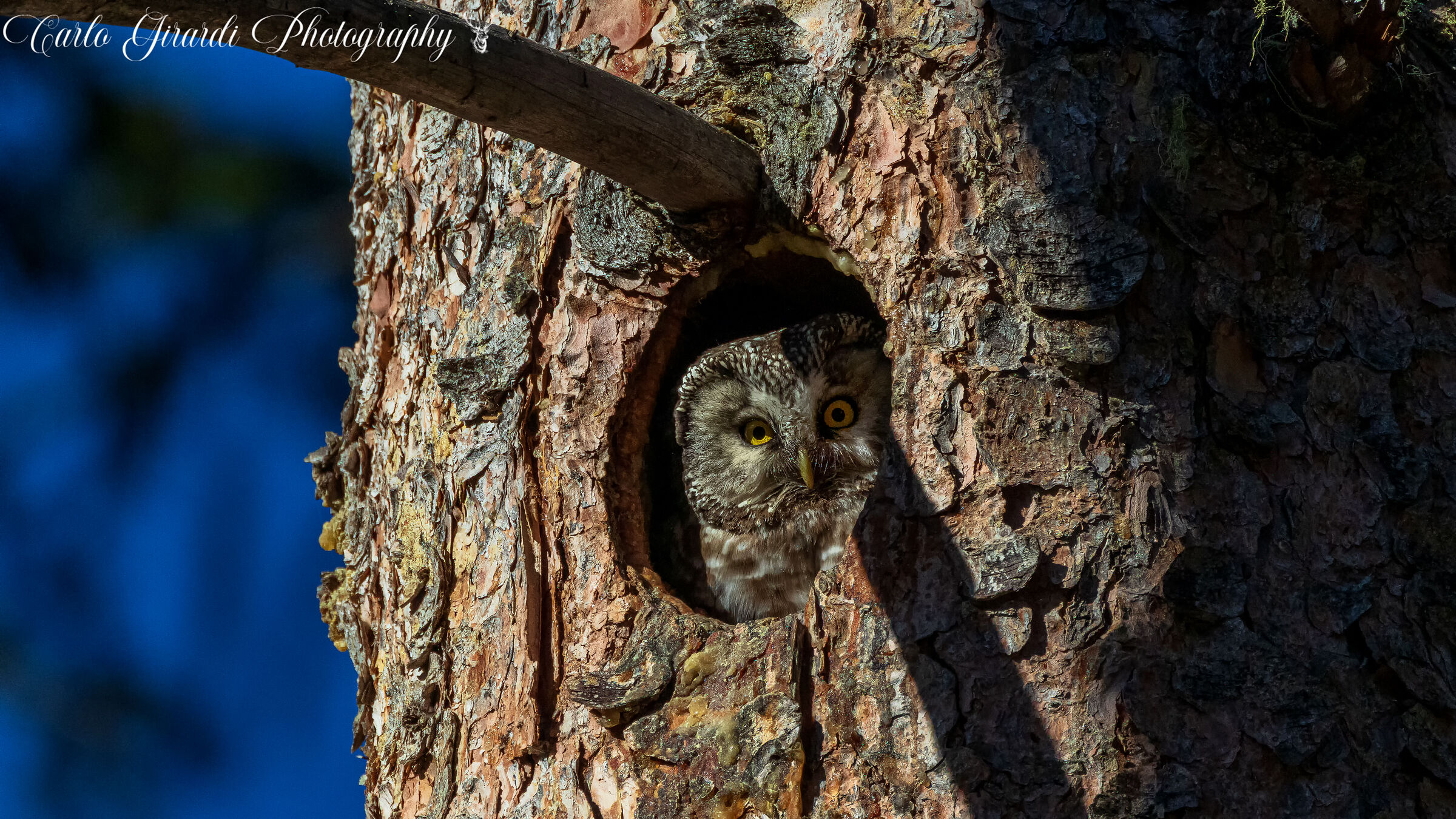 In ogni buco si trova qualcosa. Civetta Capogrosso