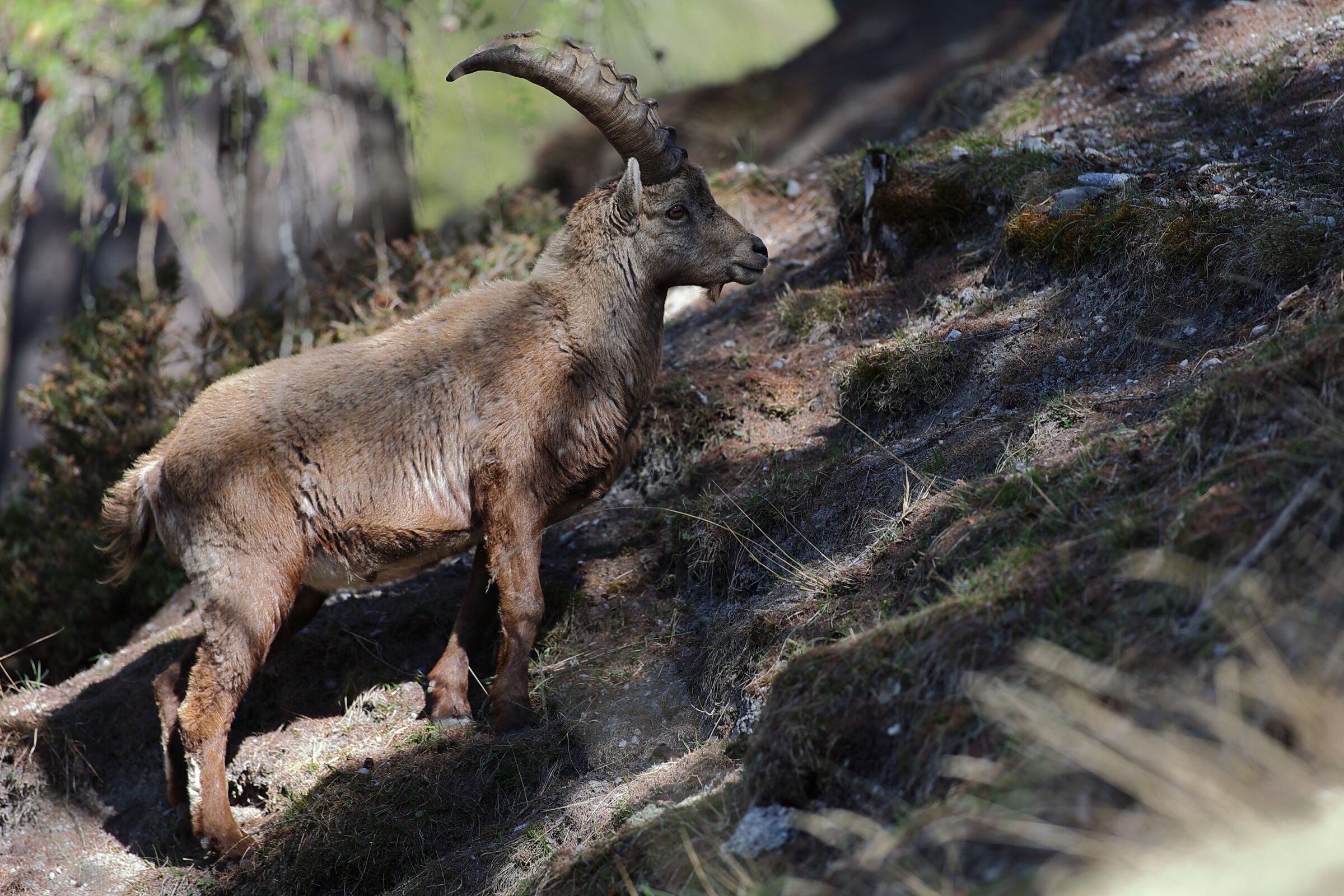 Ibex between lights and shadows