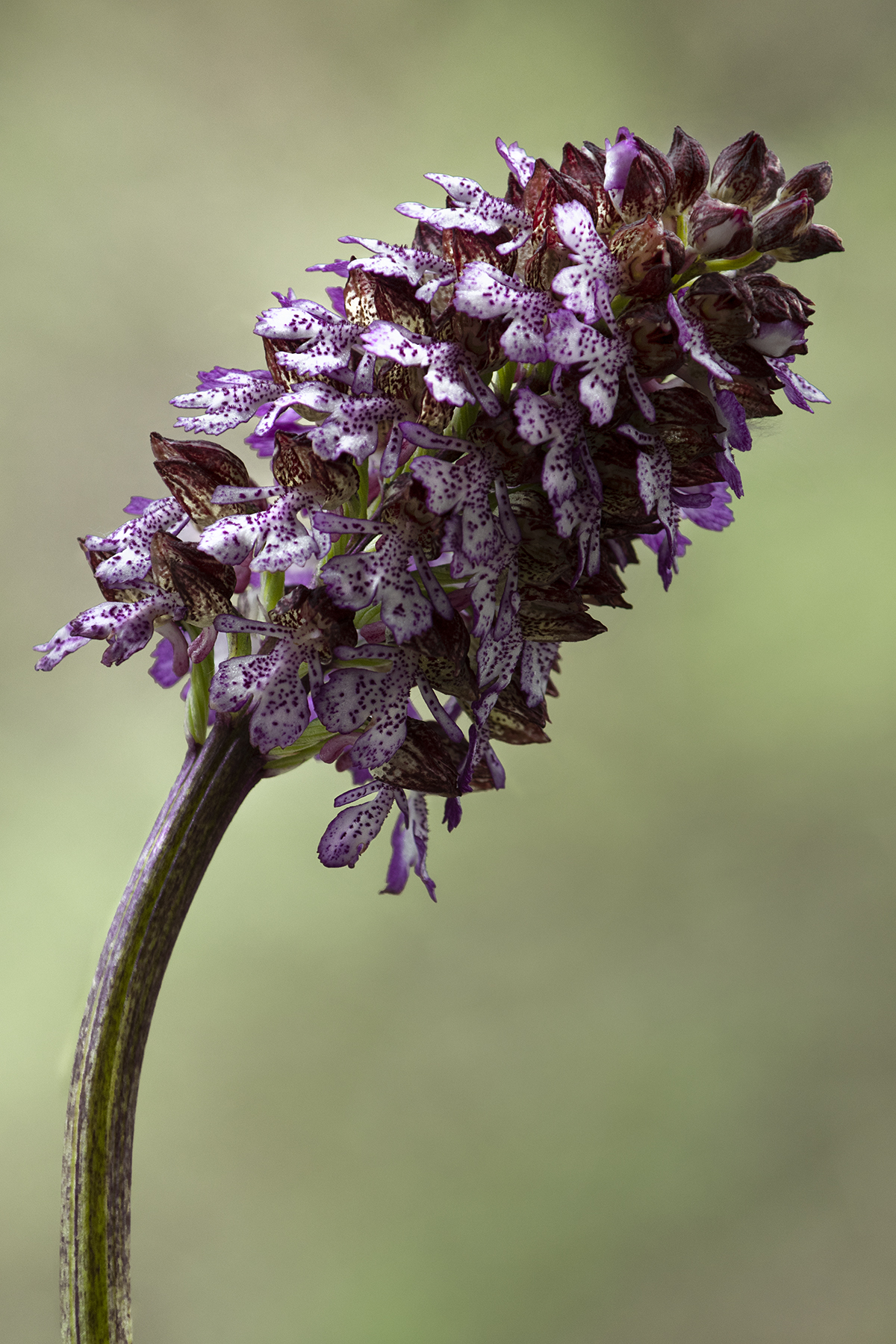 Orchidea selvatica