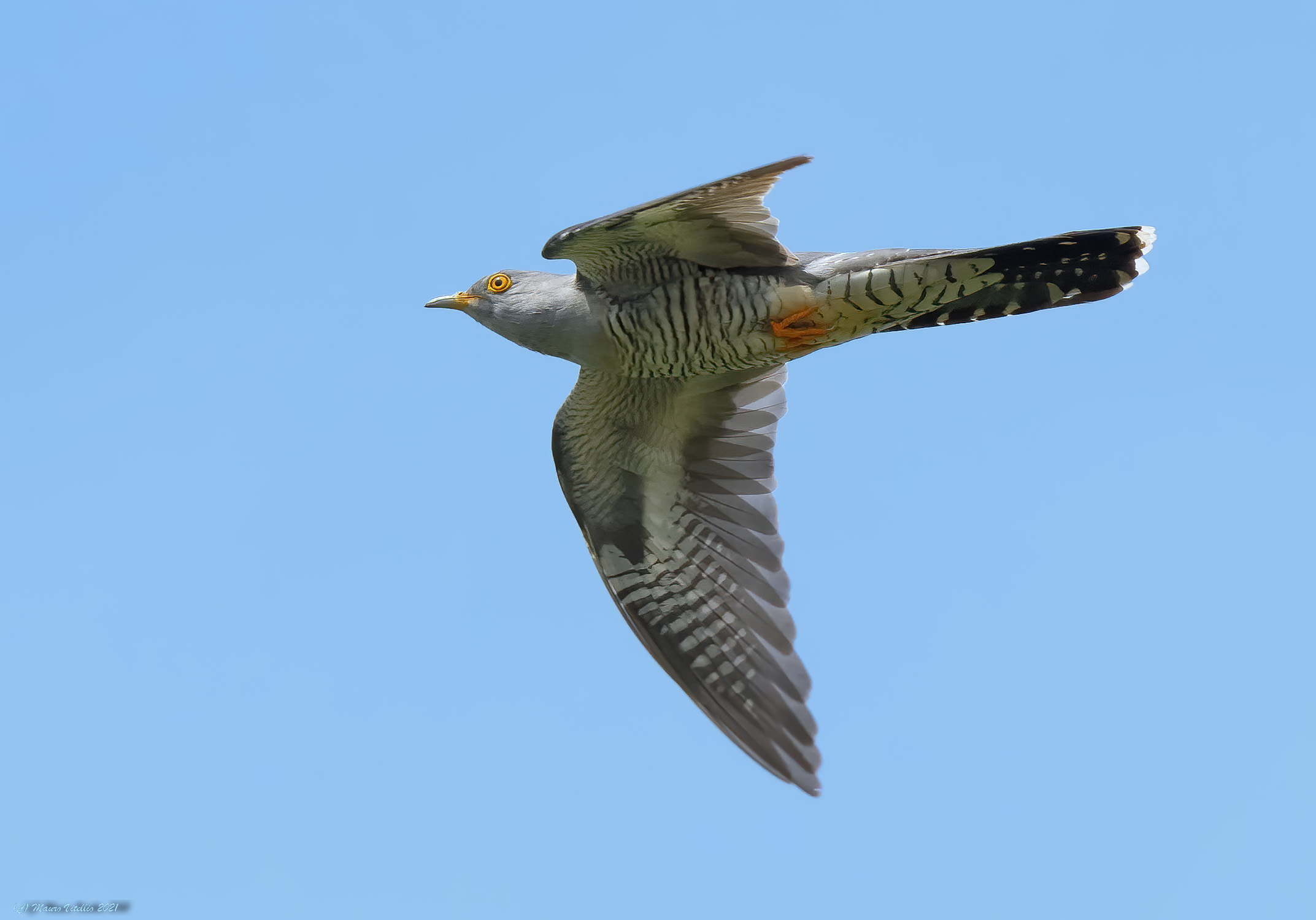Cuculo (Cuculus canorus)