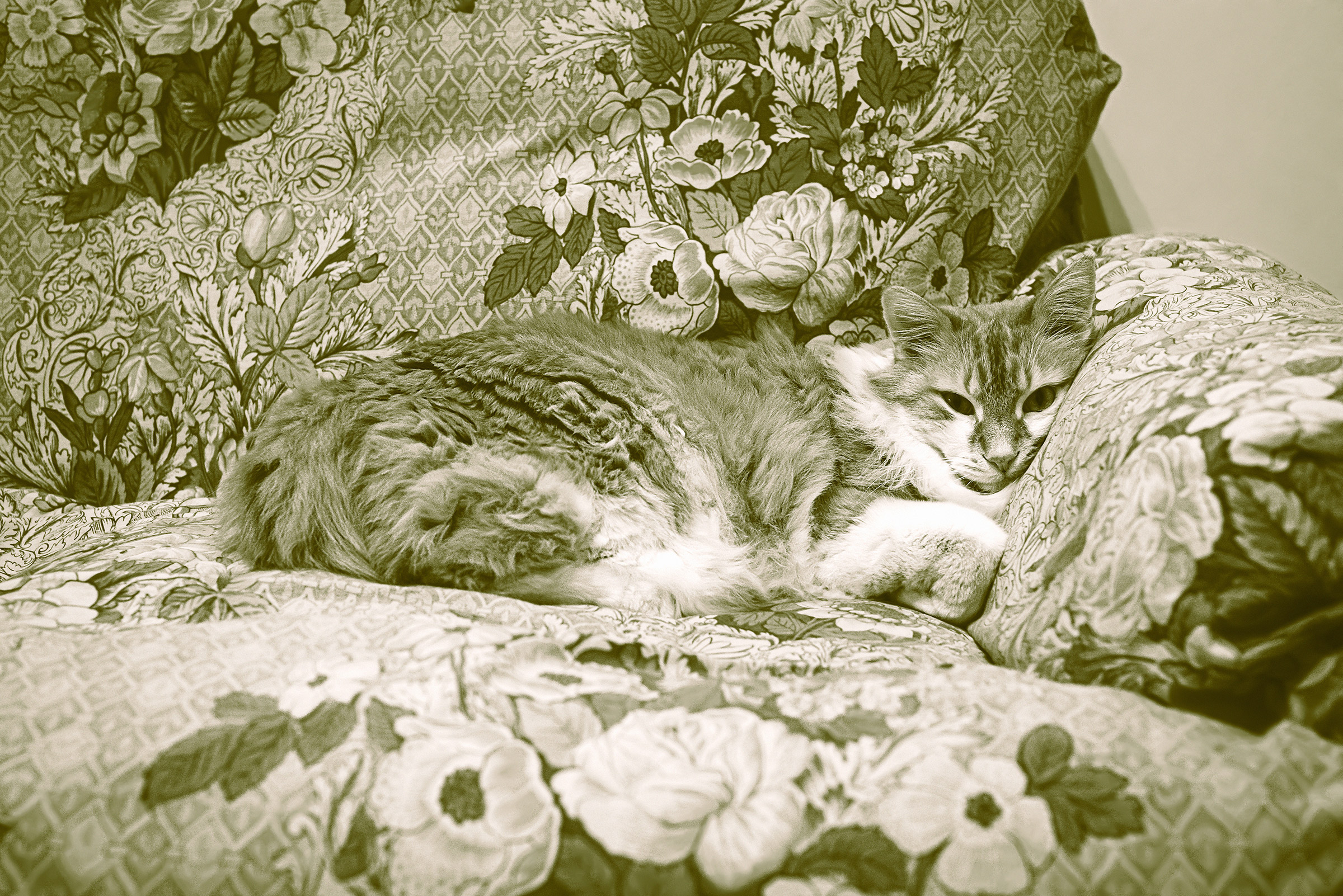 Stavo dormendo, che vuoi?