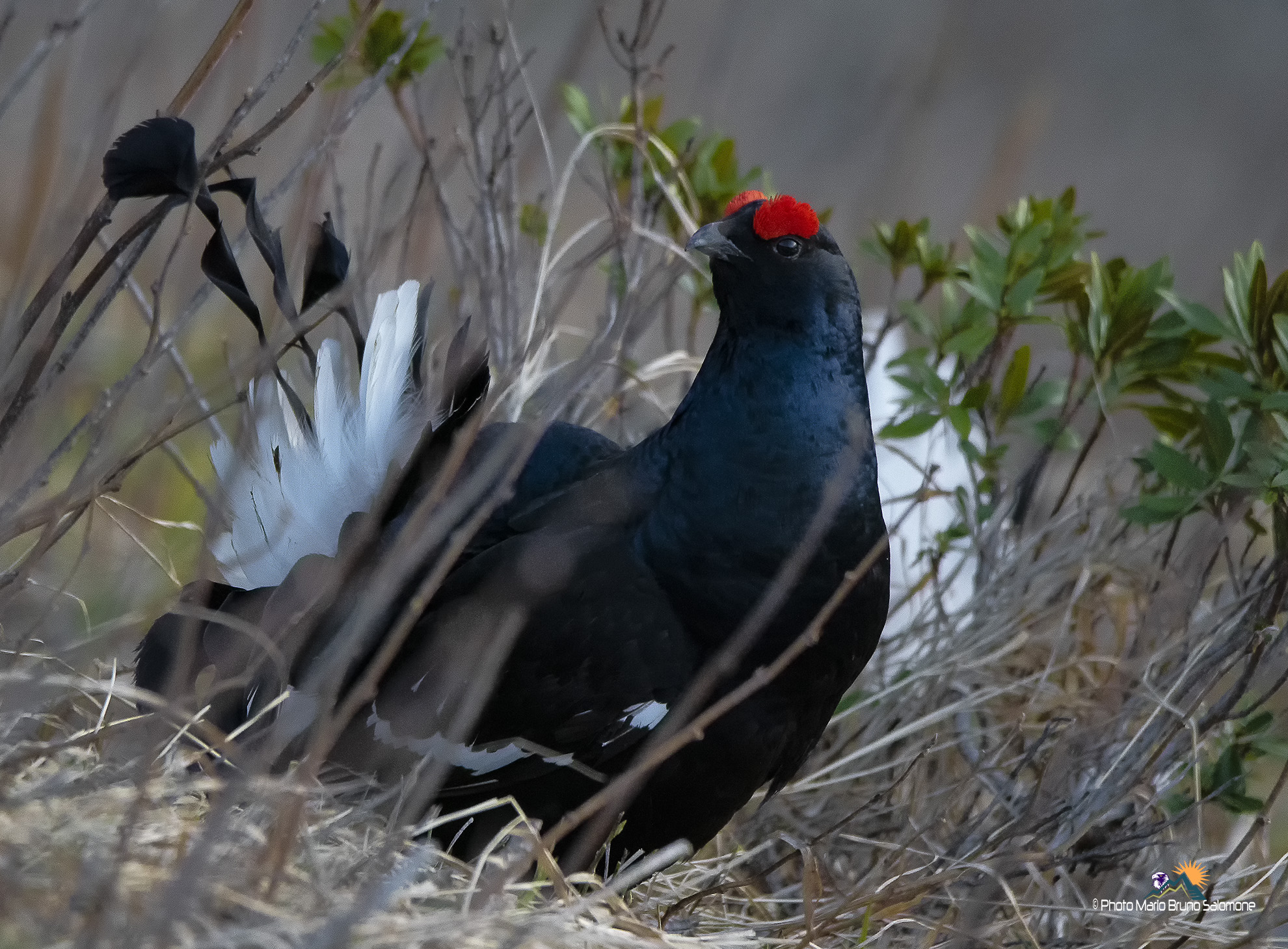 Contrasto di colori.Lyrurus tetrix