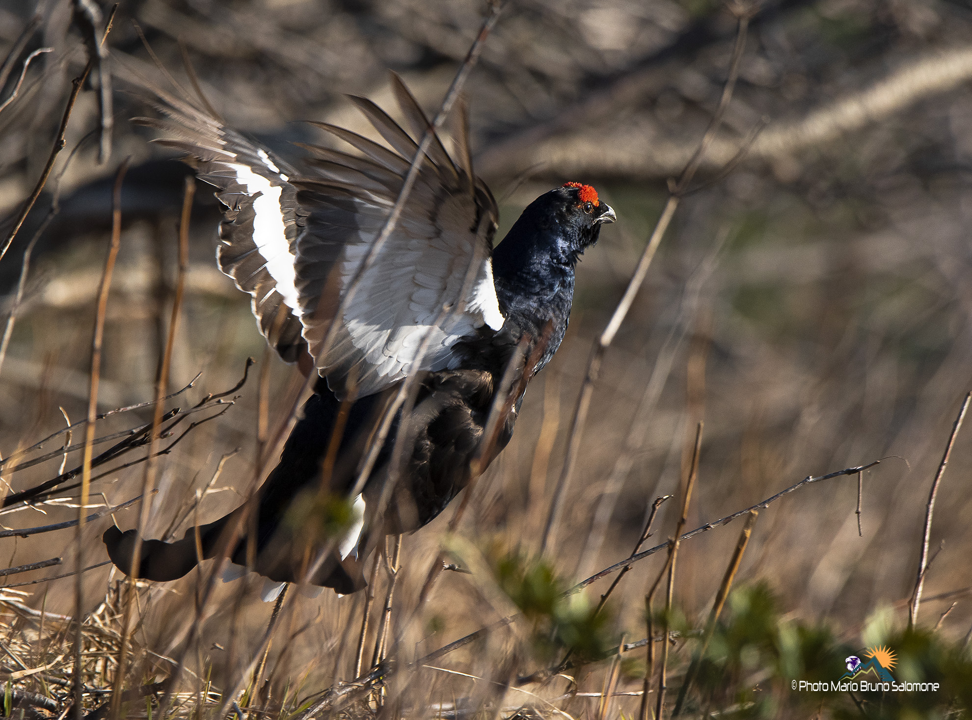 Scariche adrenaliniche. Lyrurus tetrix