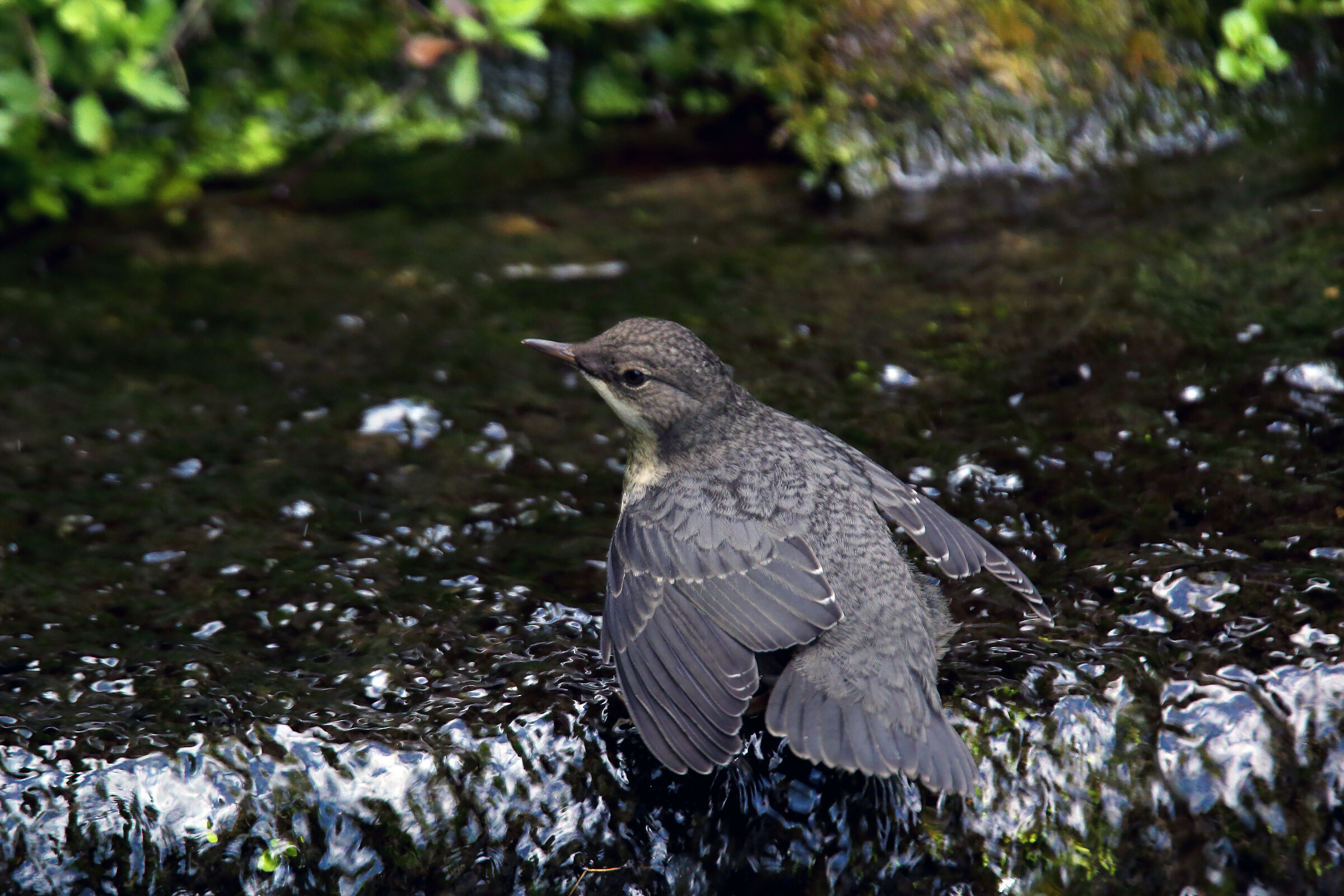 alla scoperta di un nuovo mondo....