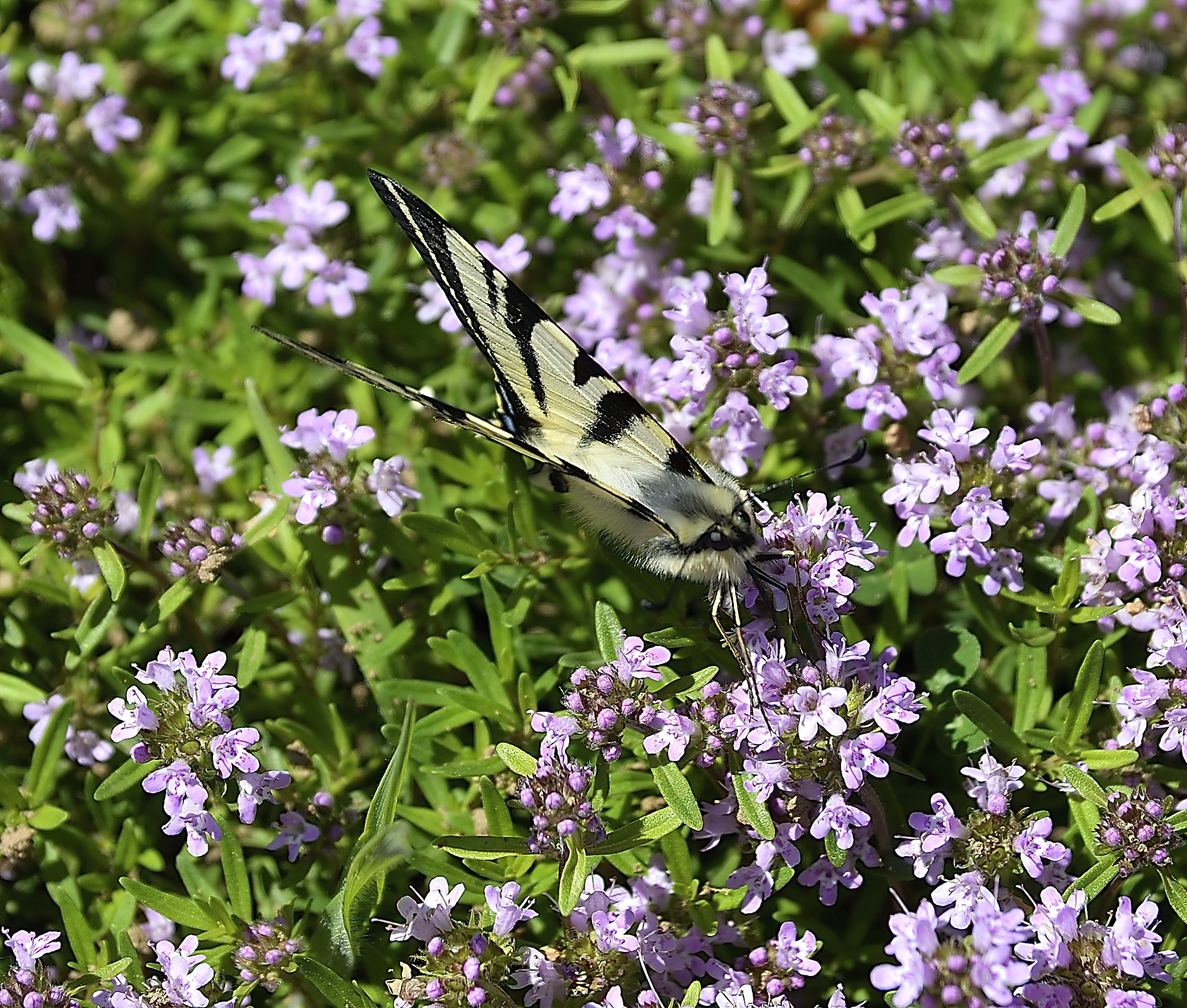 Iphiclides podalirius 2