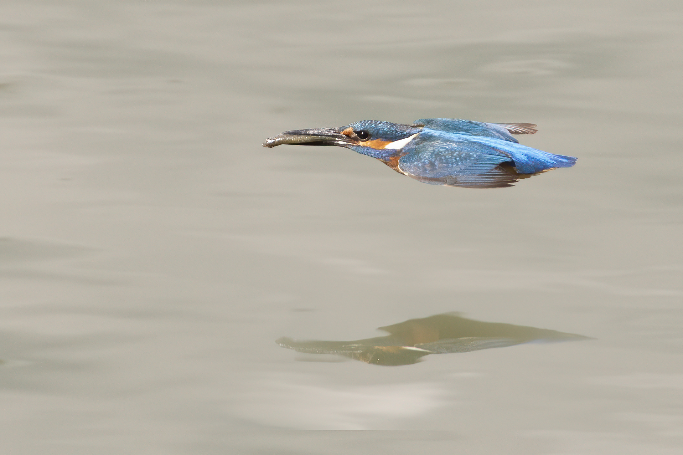 Martin maschio adulto con dono nuziale