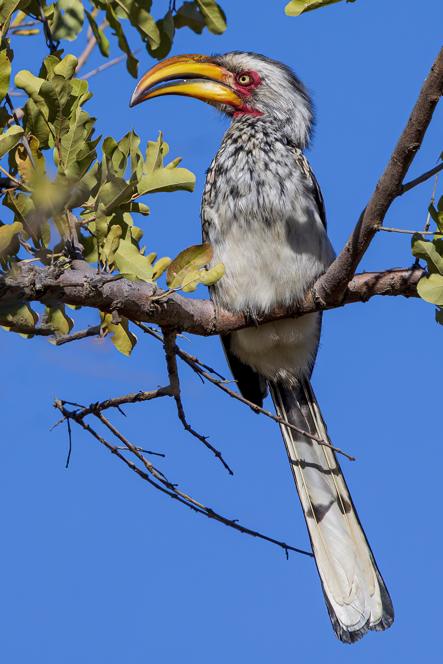 Southern yellow-billed hornbill (Tockus leucomelas)