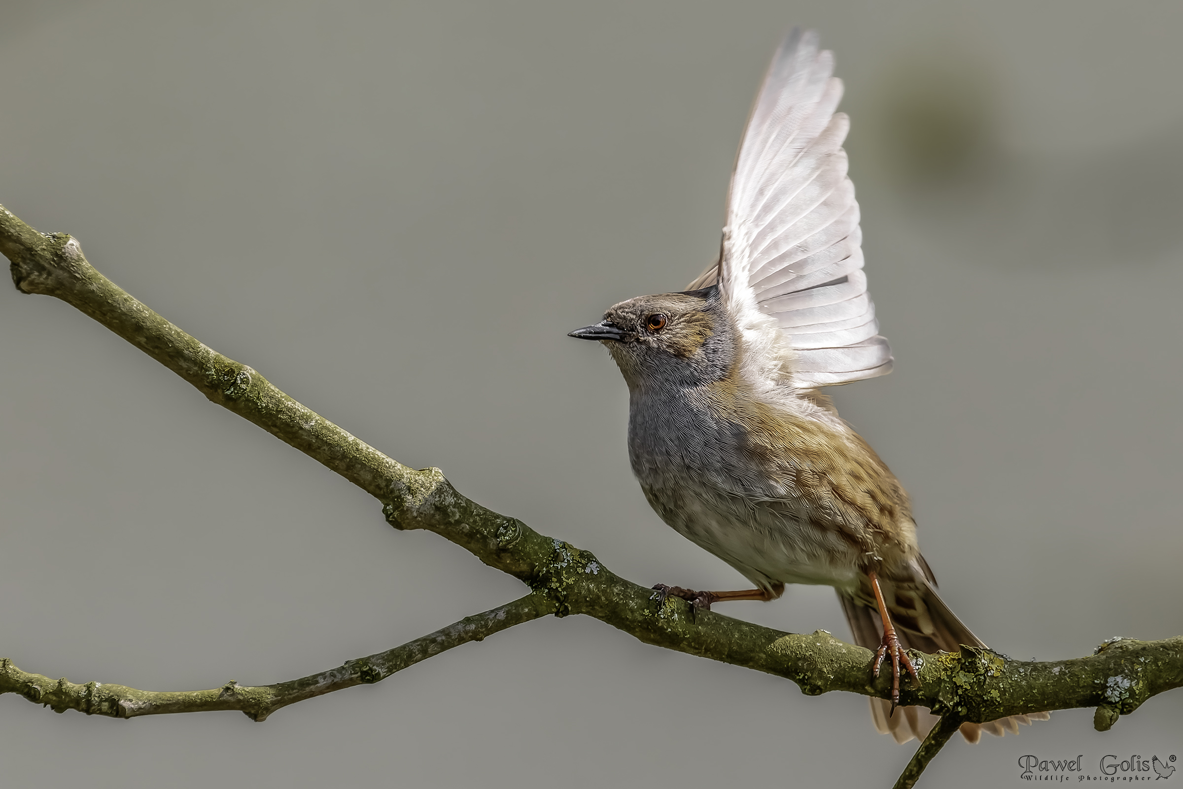 Dunnock (Prunella modularis)