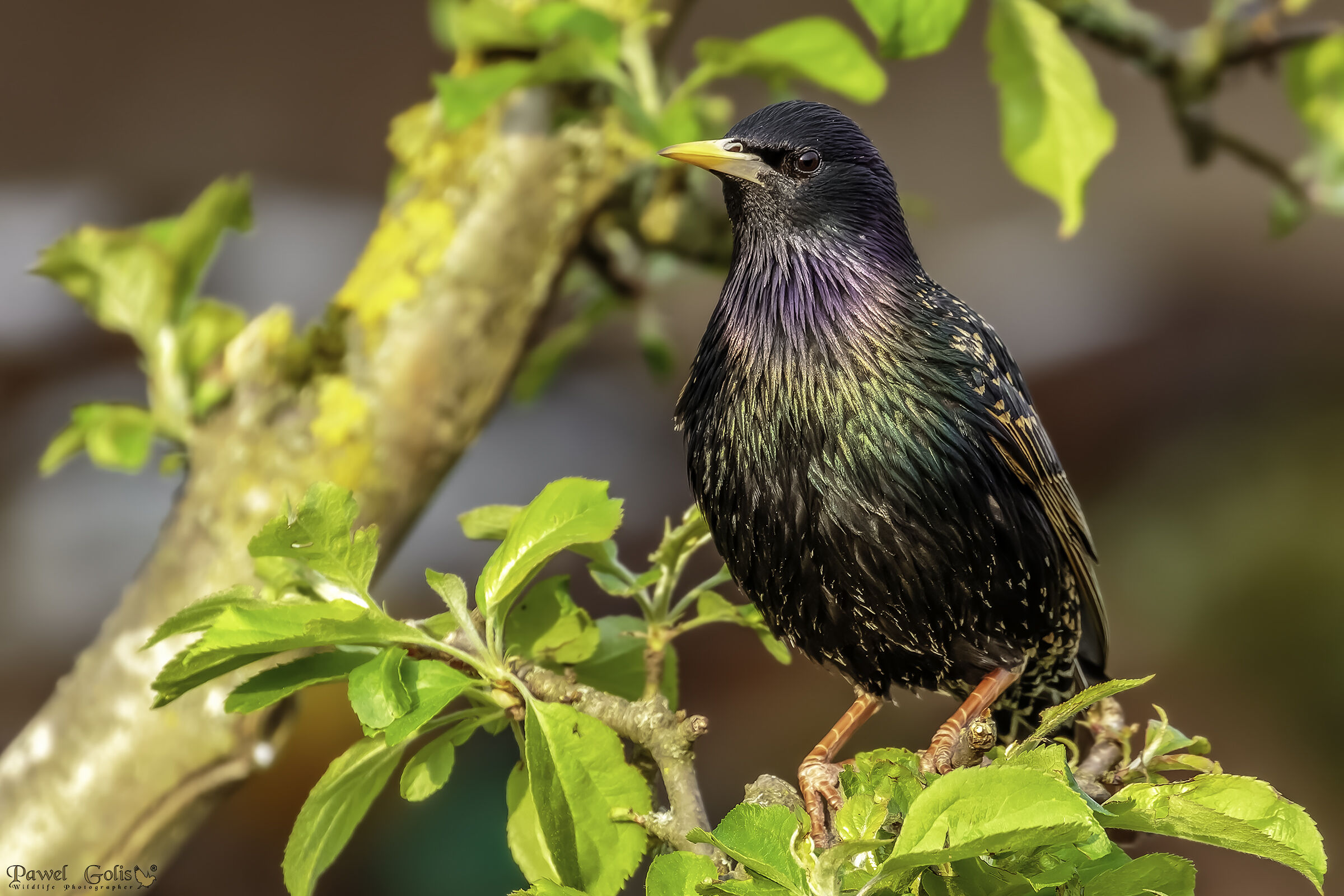 Sturnus vulgaris (Sturnus vulgaris)