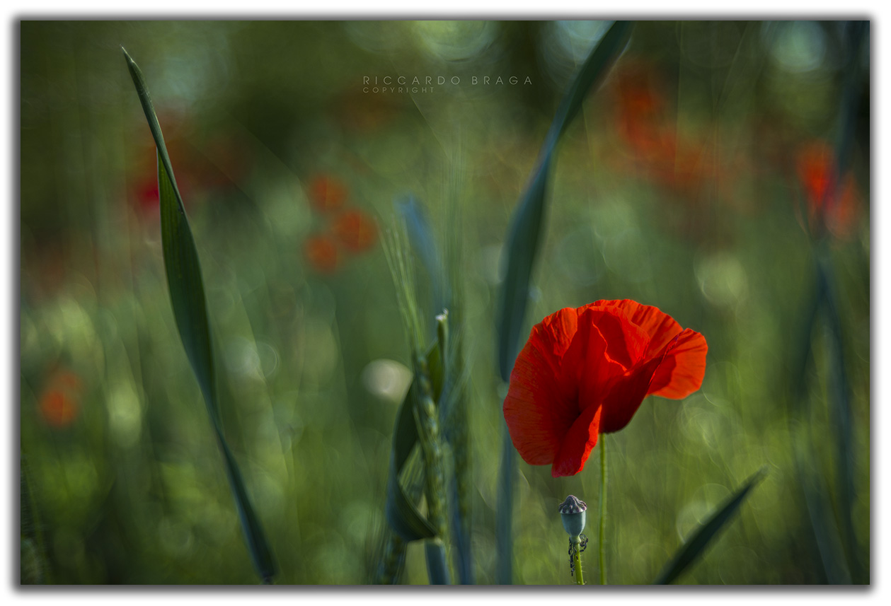 Poppies