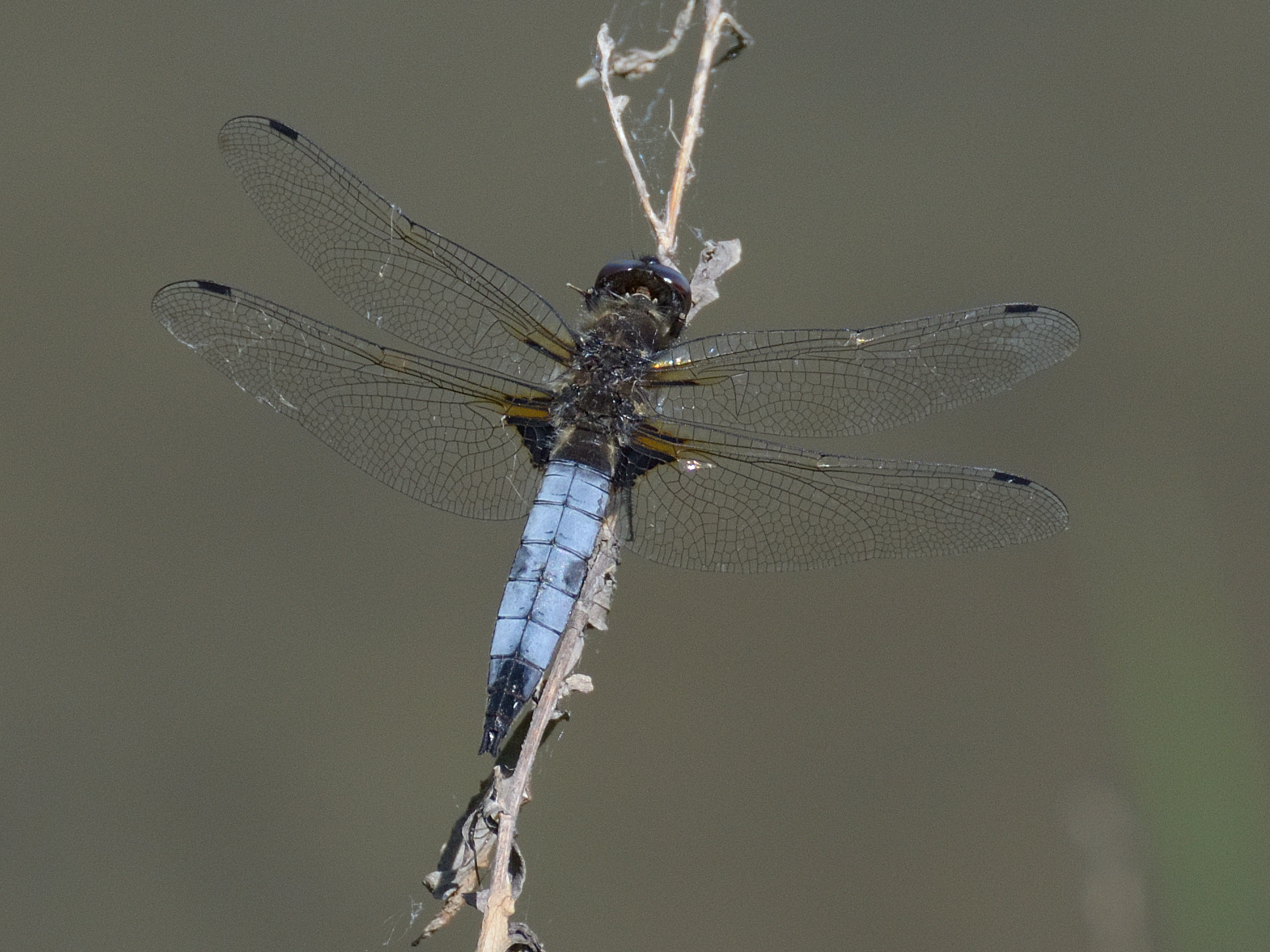 Dragonfly (Libellula)