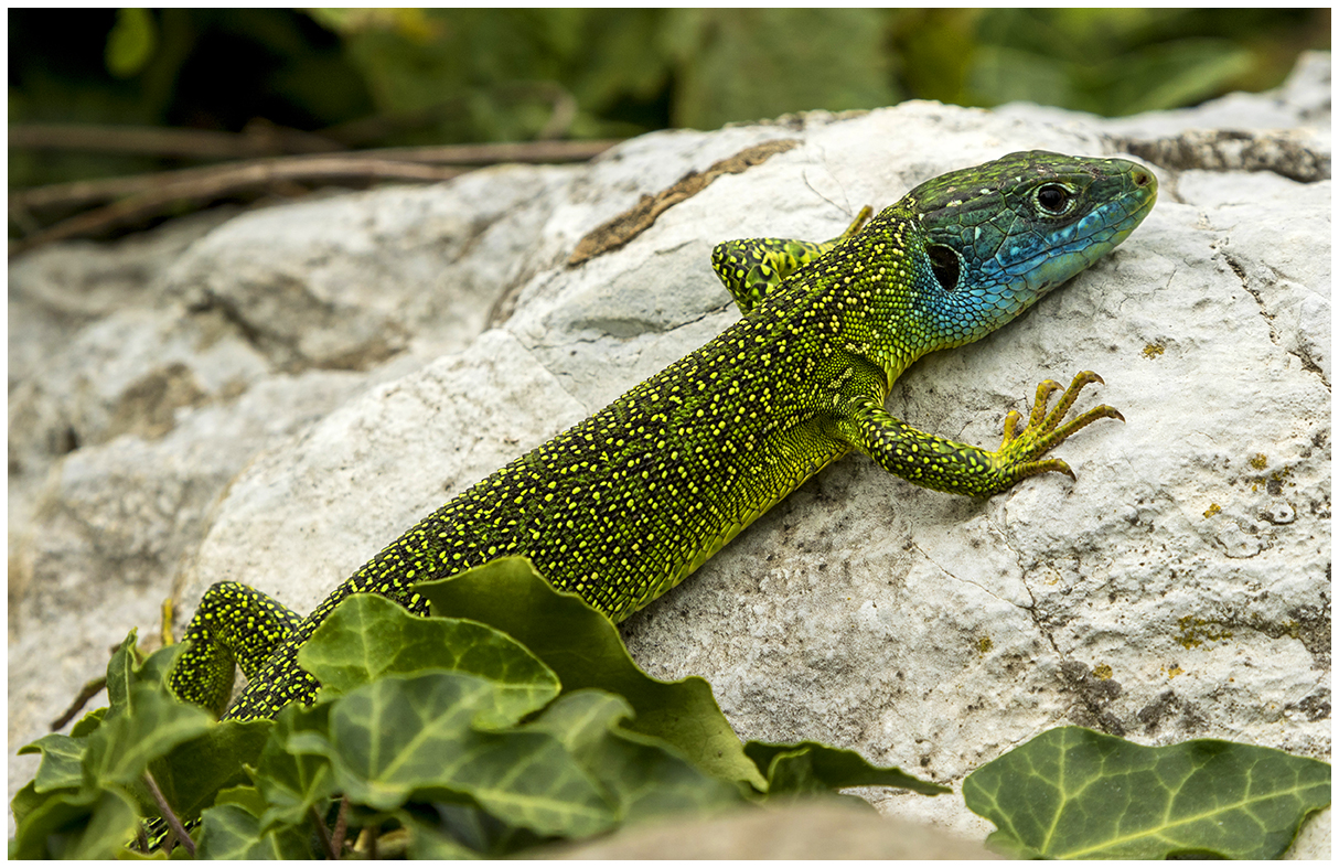 green lizard.