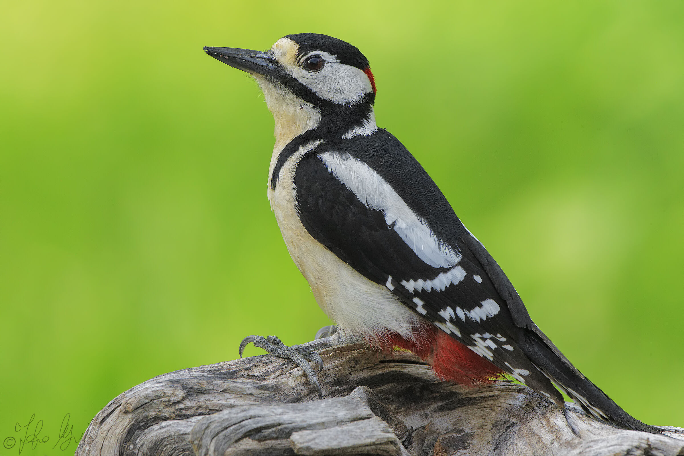 Picchio rosso maggiore