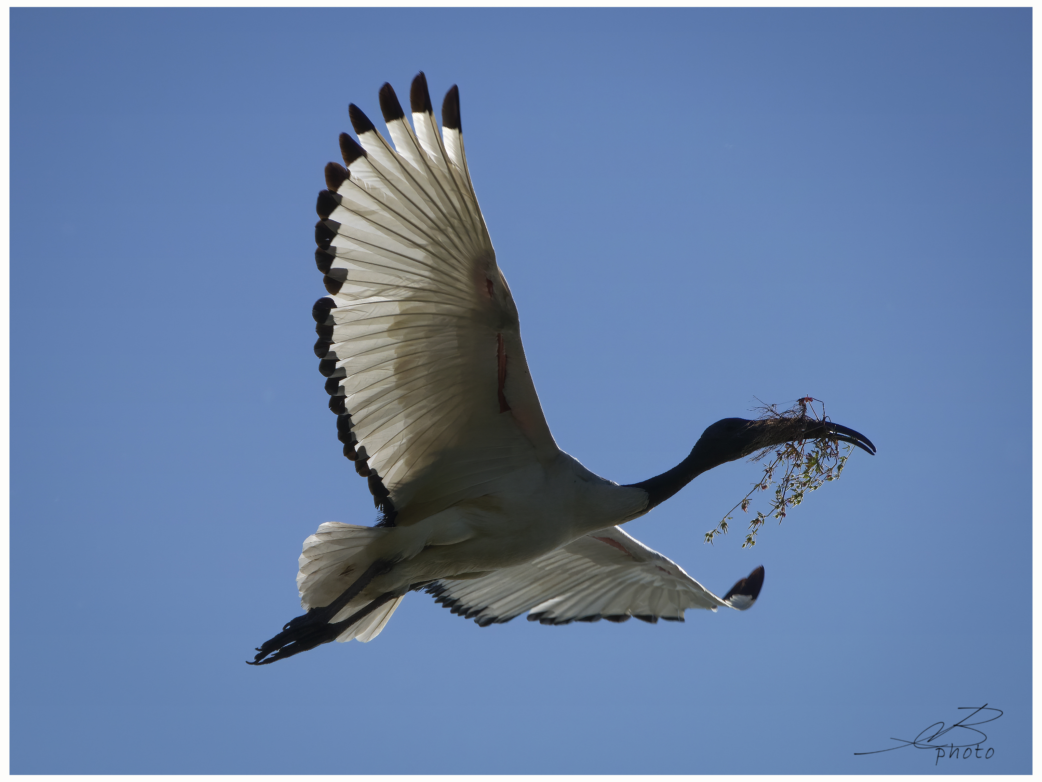 Sacred ibis