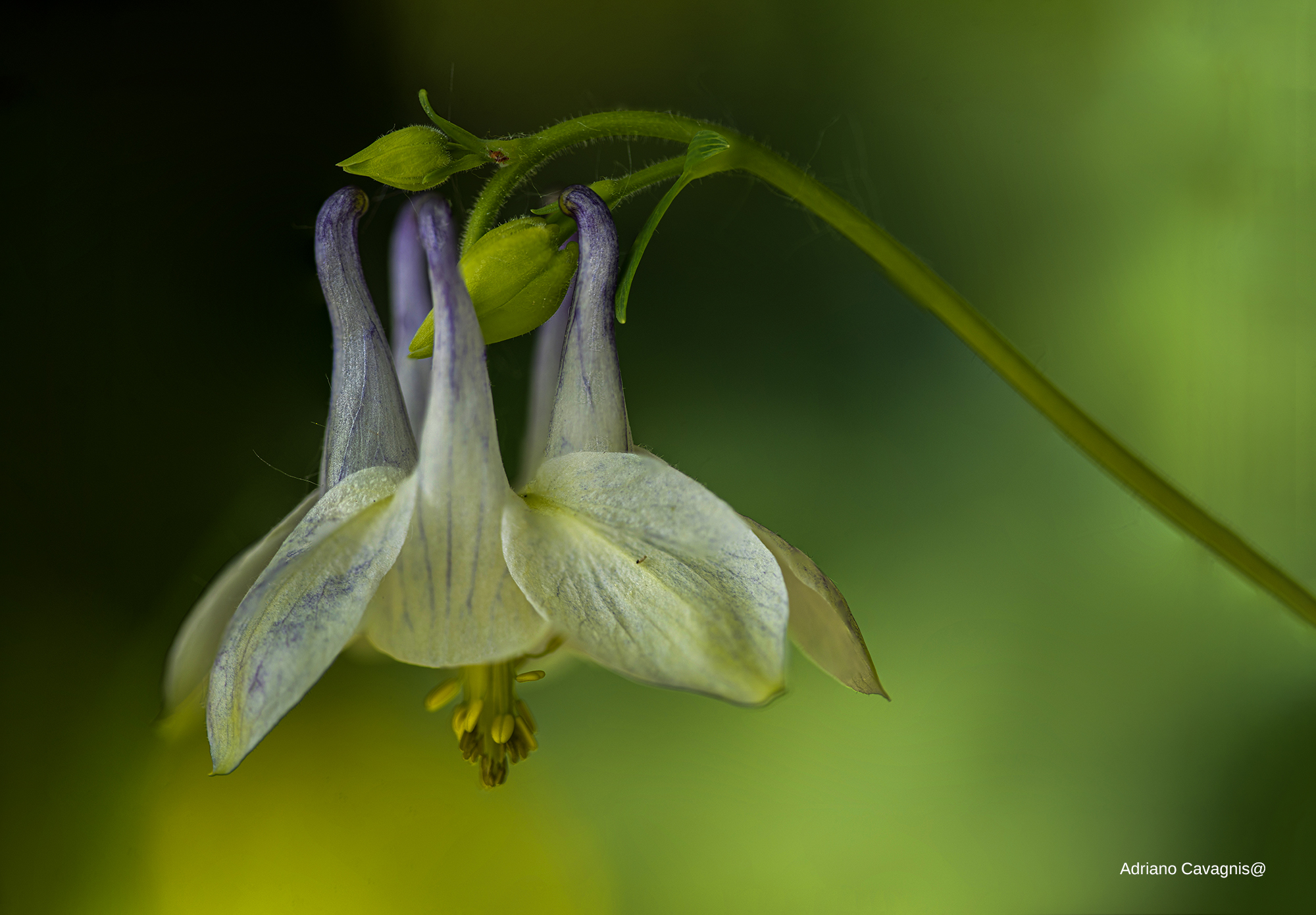 Aquilegia Bianca