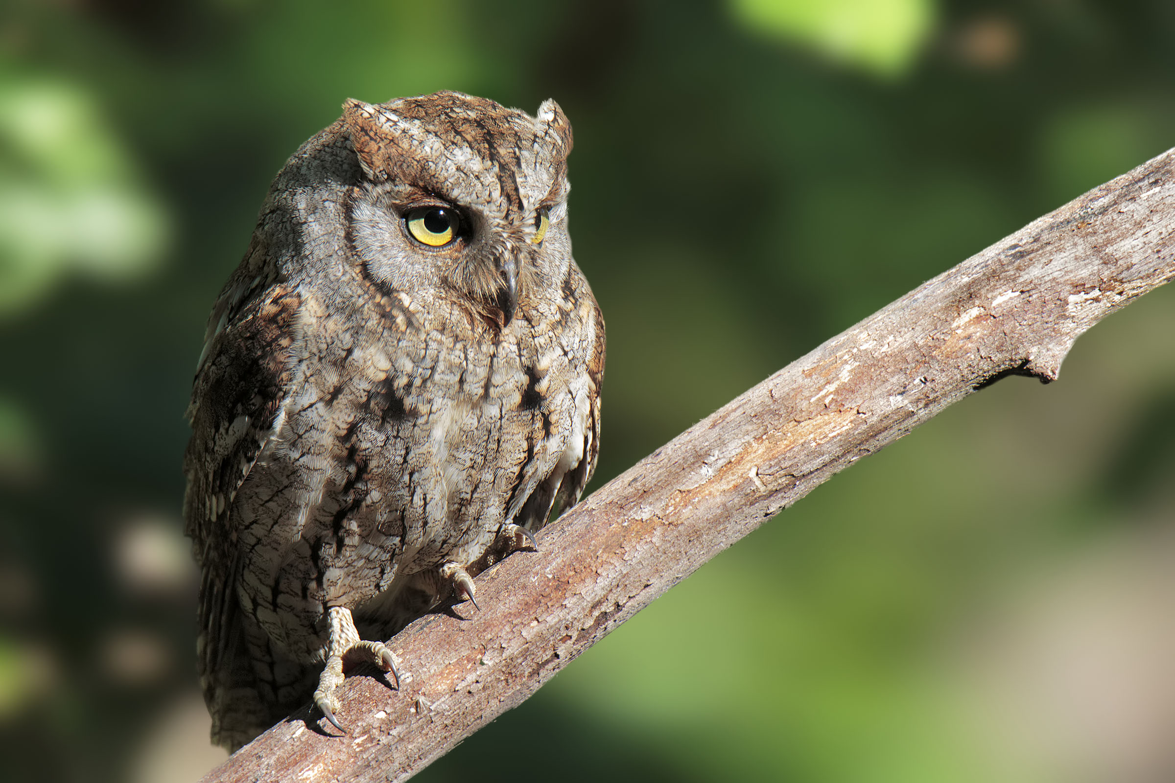 scops owl
