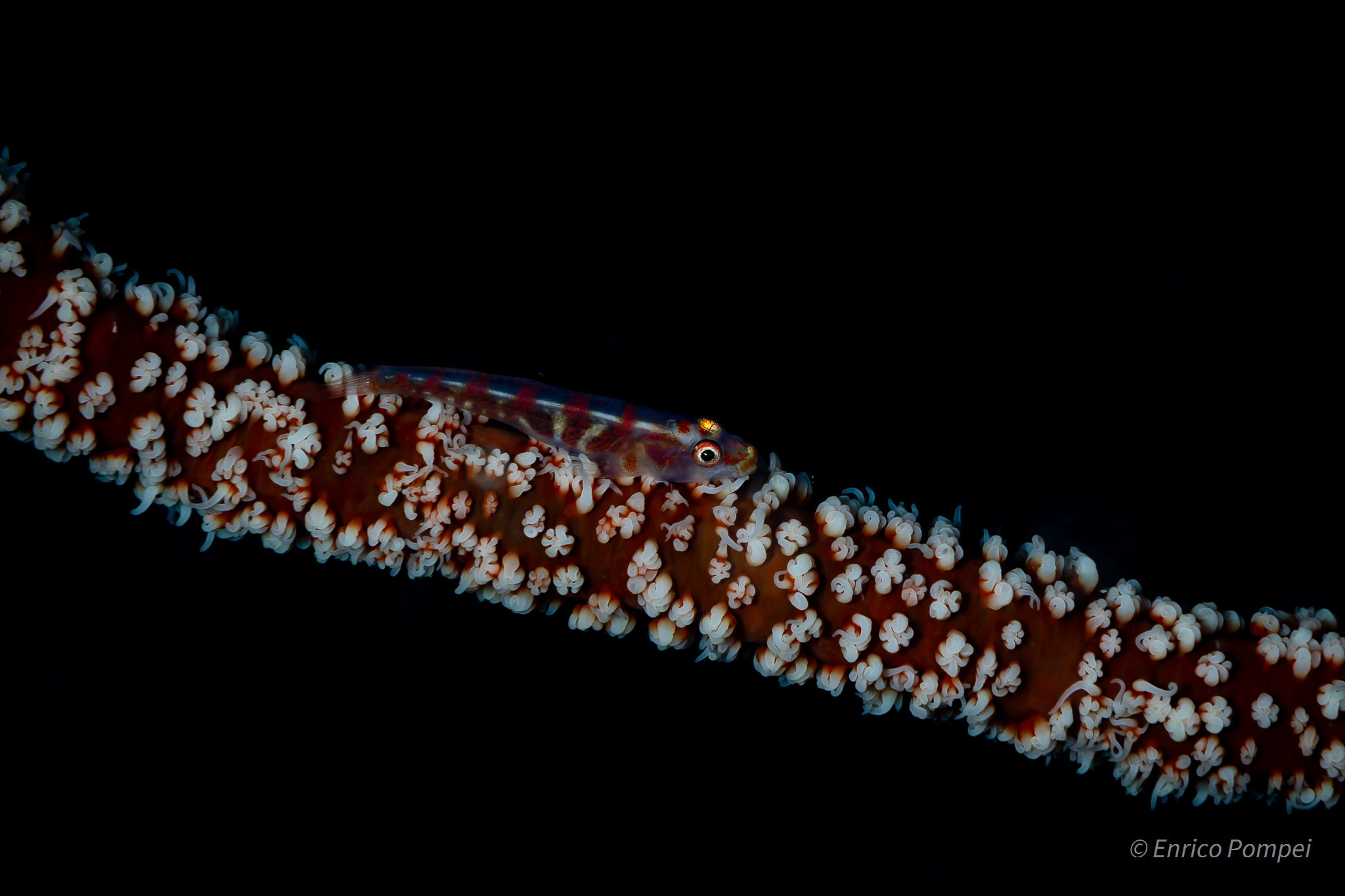 White Spotted, New Year