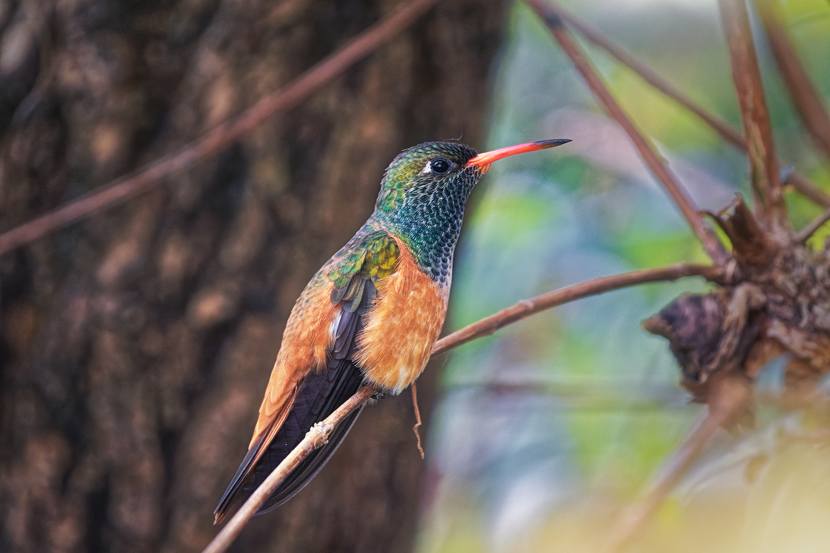 Colibrì