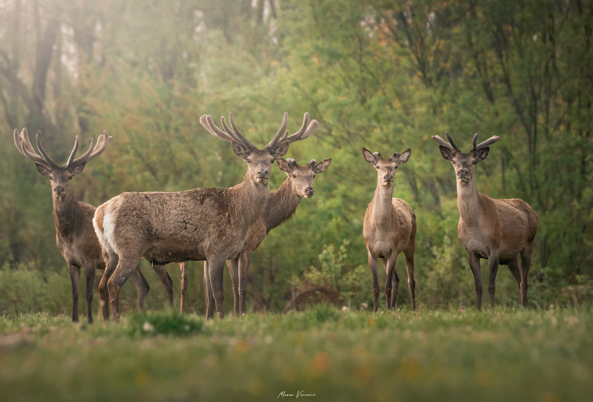 Meraviglie nel bosco