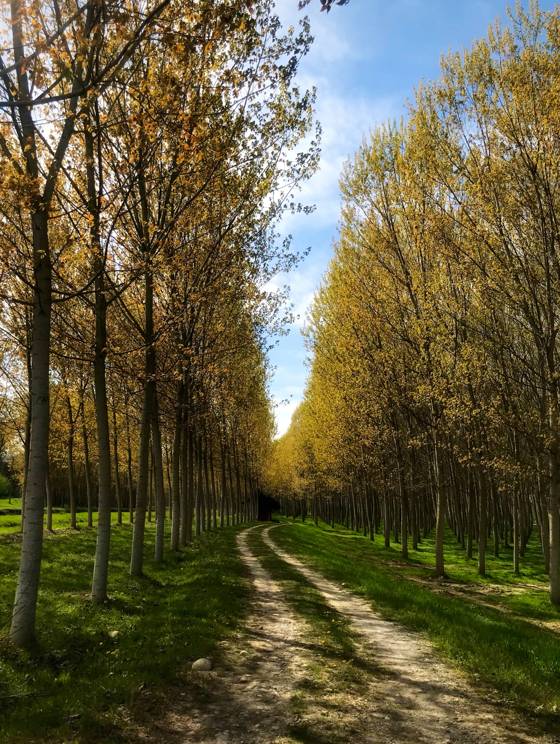 The poplar is colored