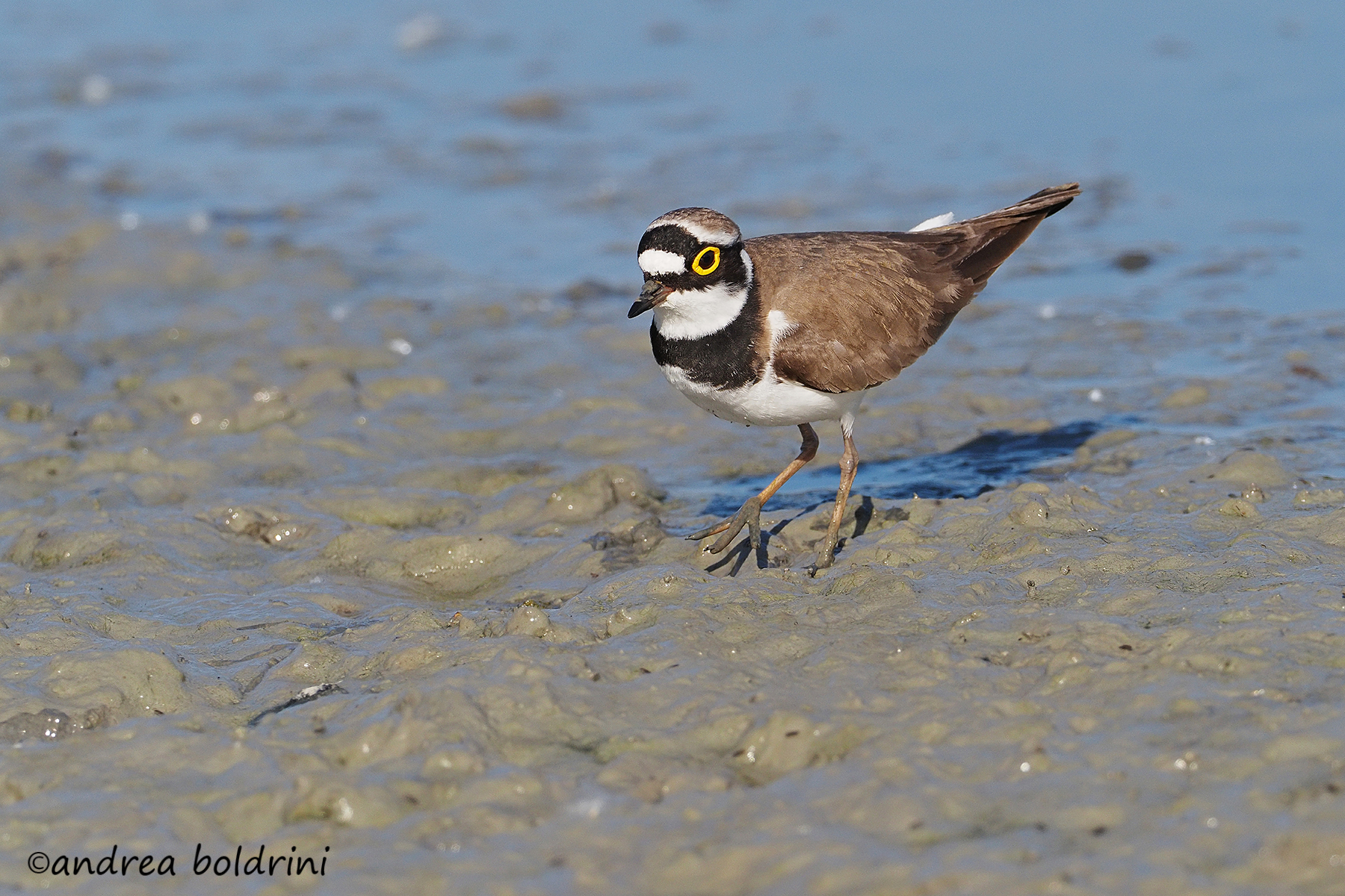 little ringed plover