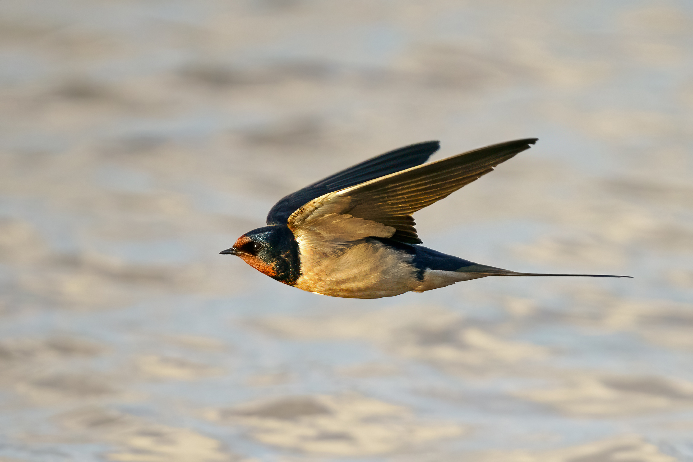 swallow