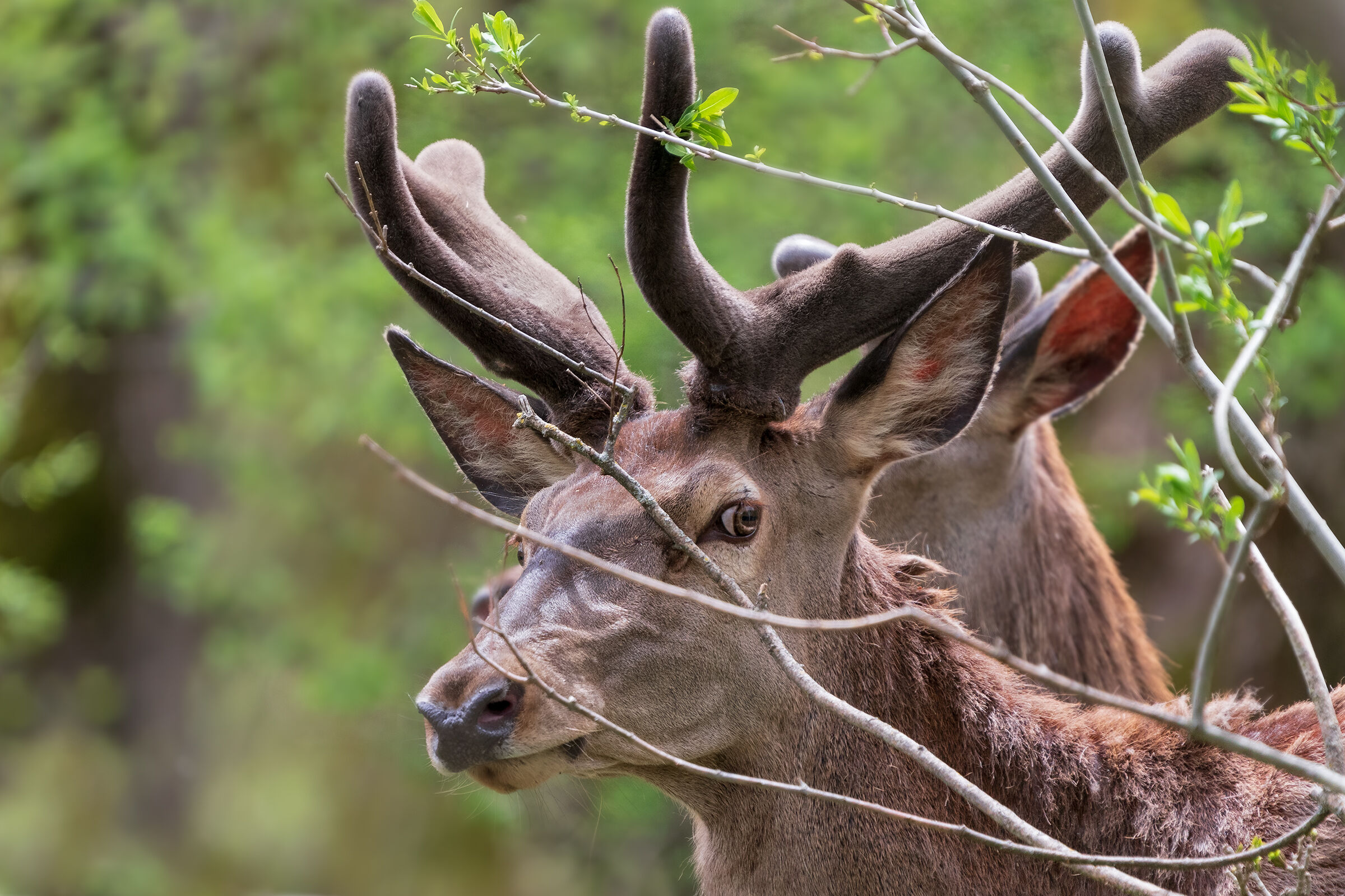 Who are you? - Noble deer