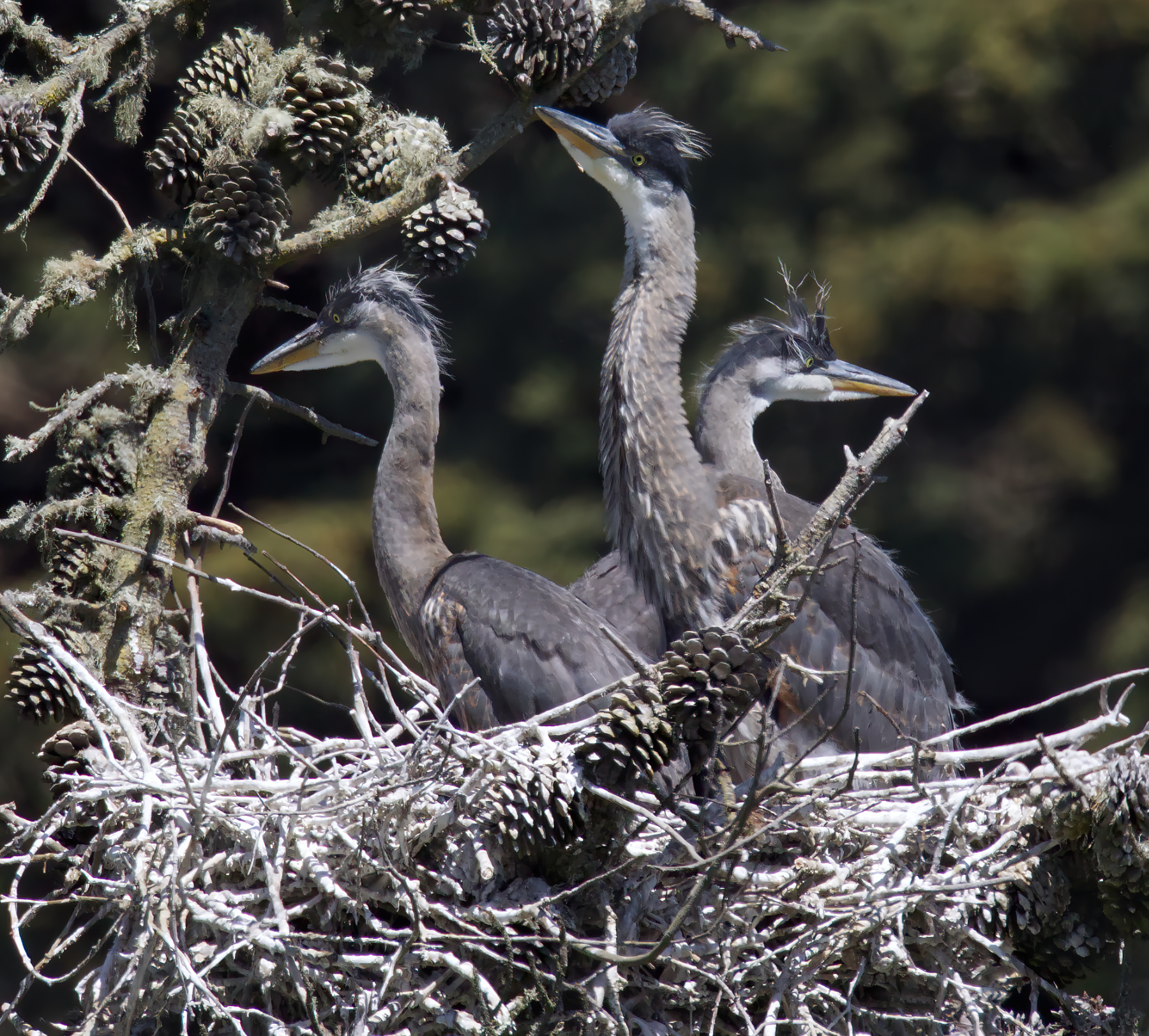 Three Headed Dragon :-)