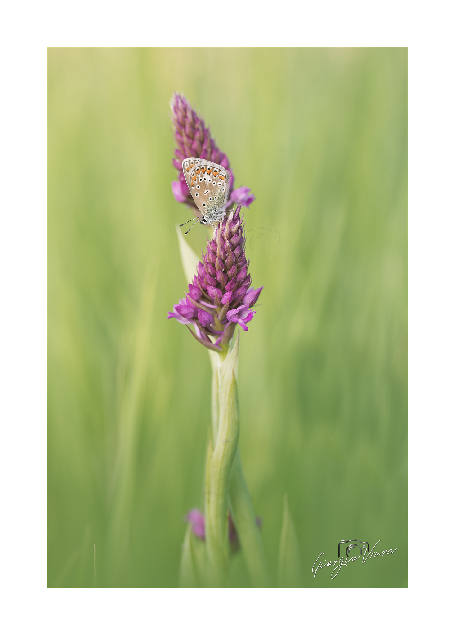 Spontaneous orchid... Macro or Flora?