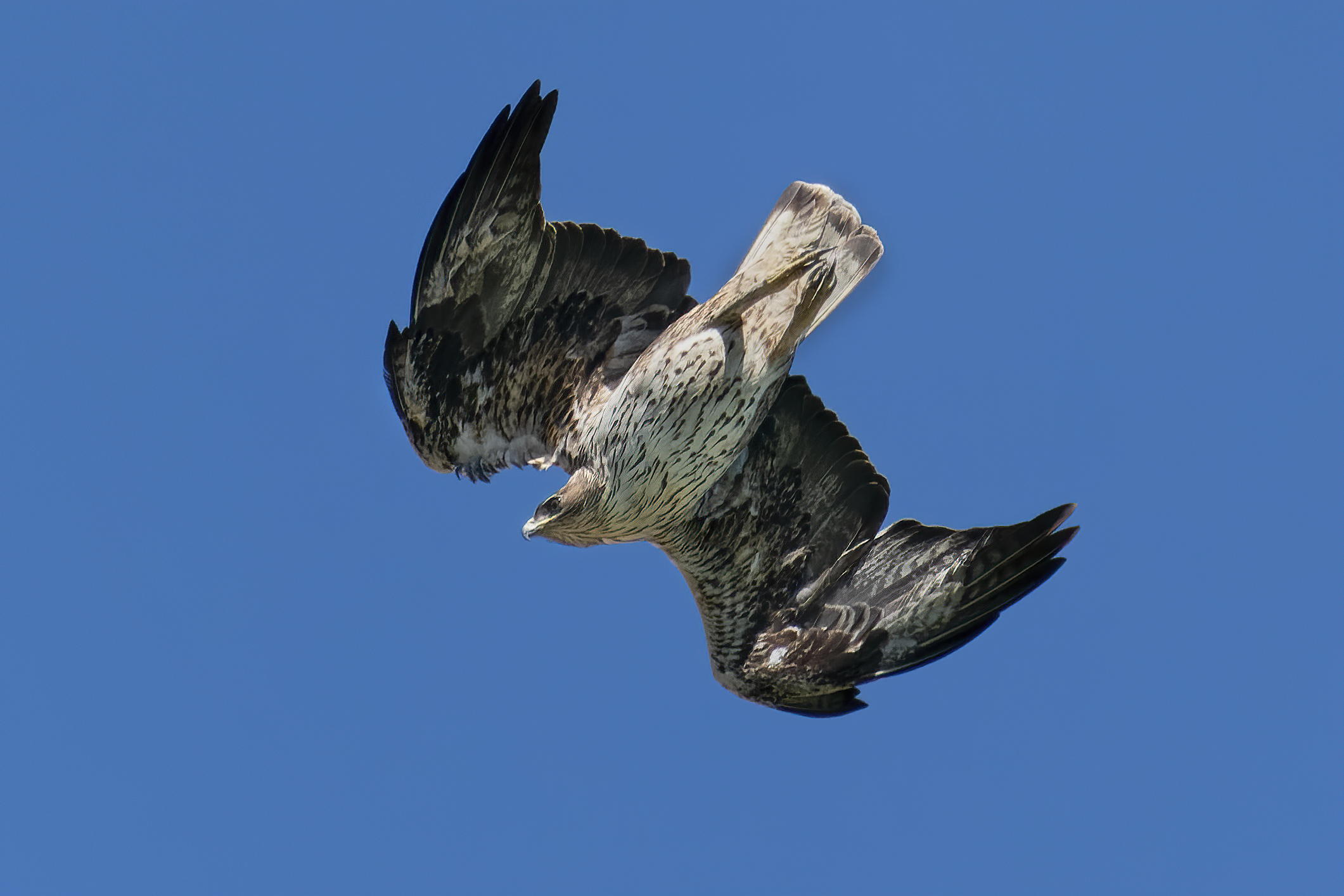 Bonelli's Eagle