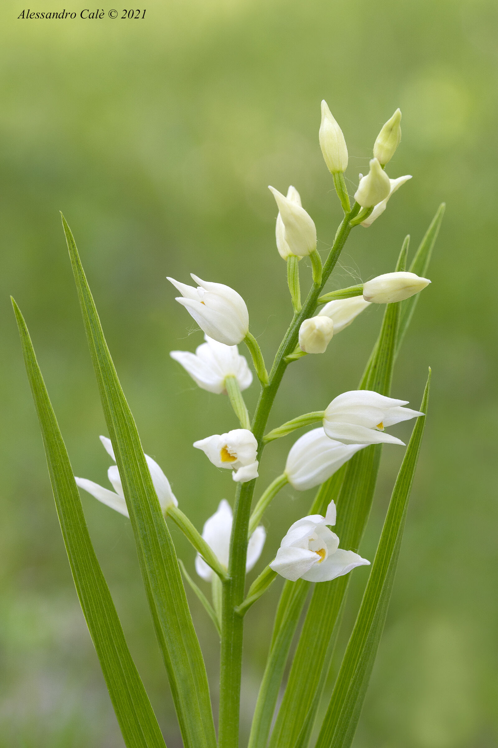 Cephalanthera longifolia 1393