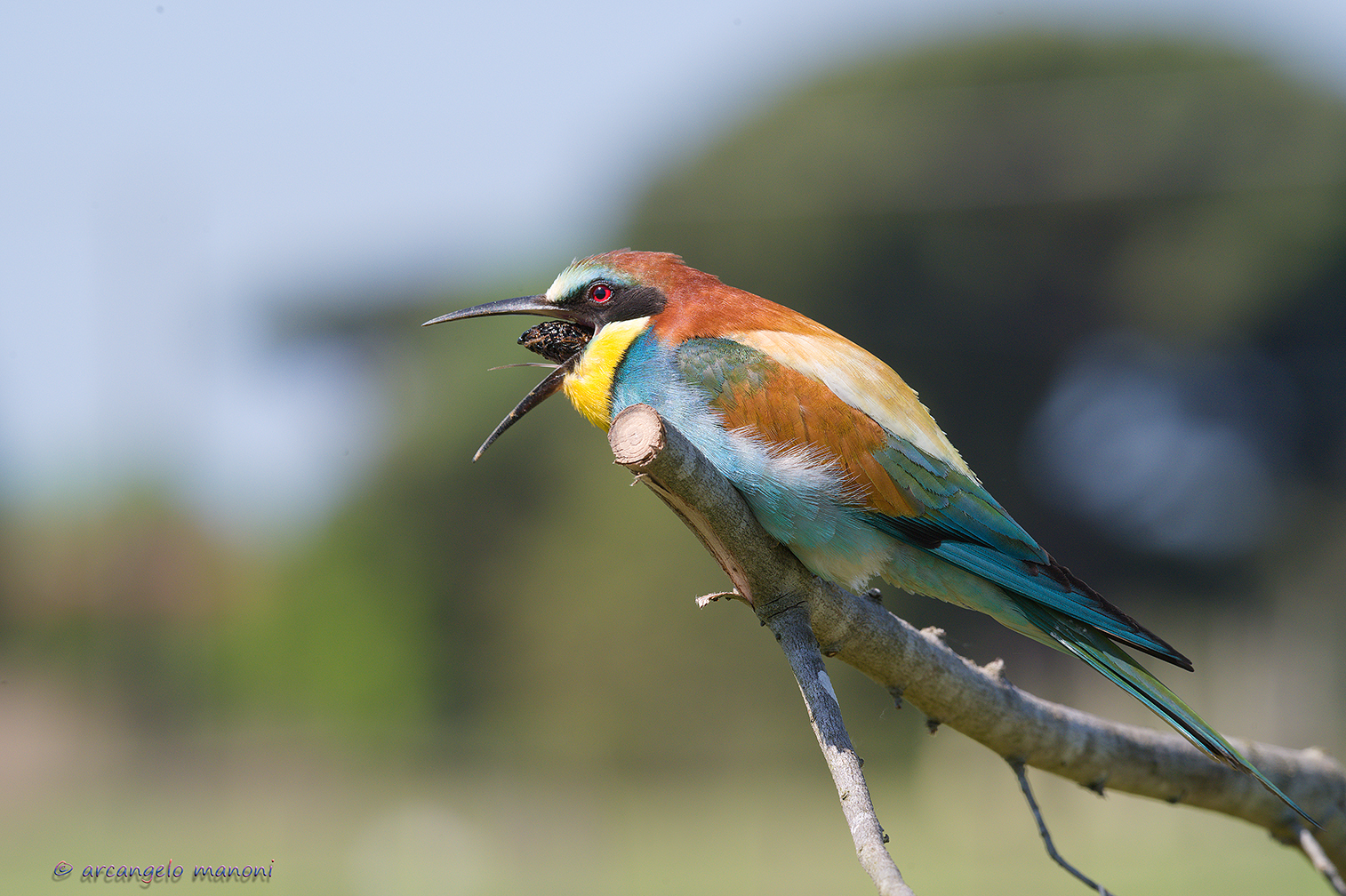 The launch of the borra