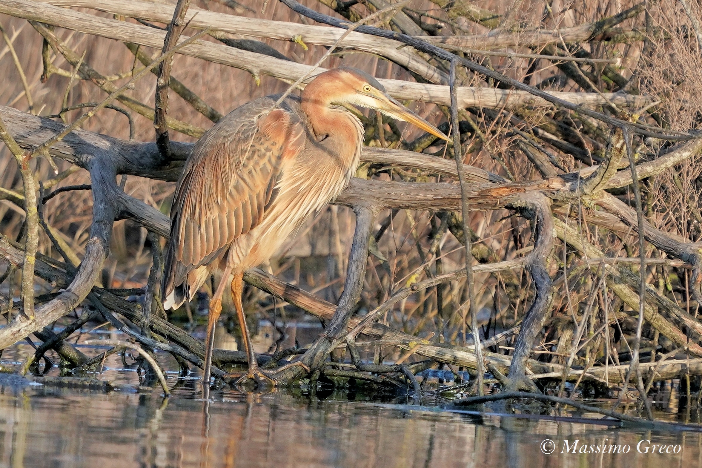 Giovane Airone rosso