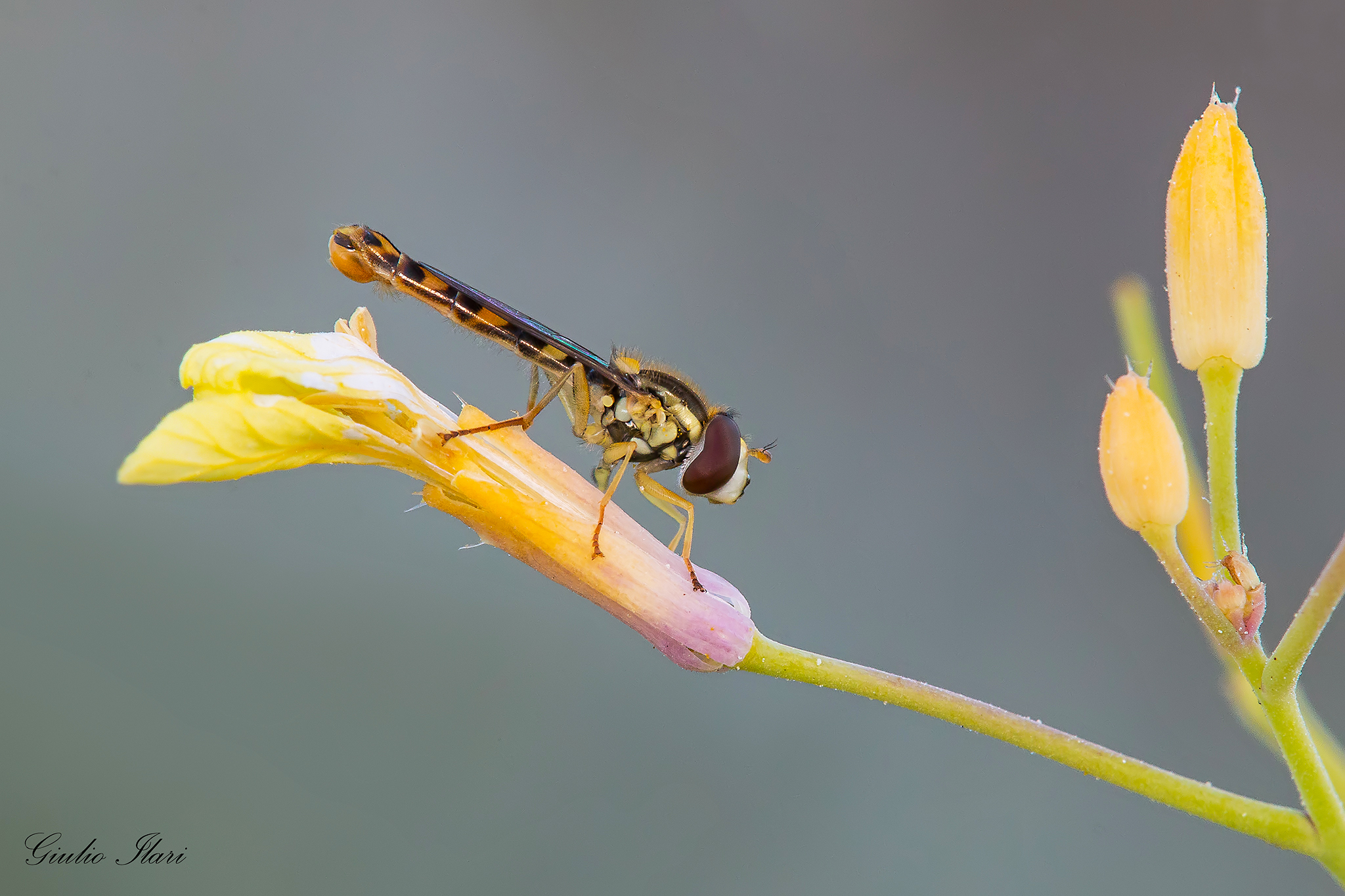 Sphaerophoria scripta