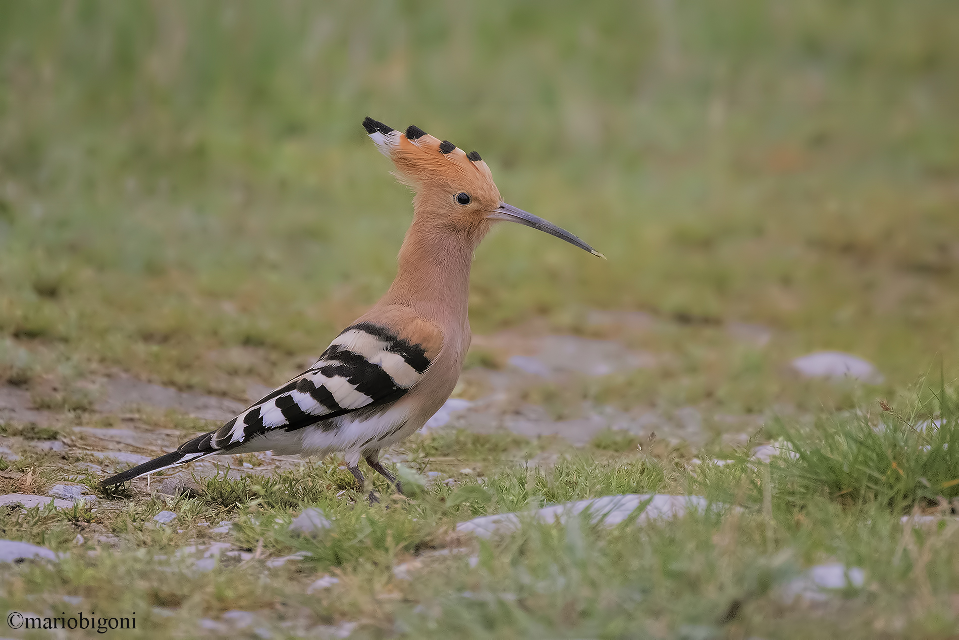 Upupa