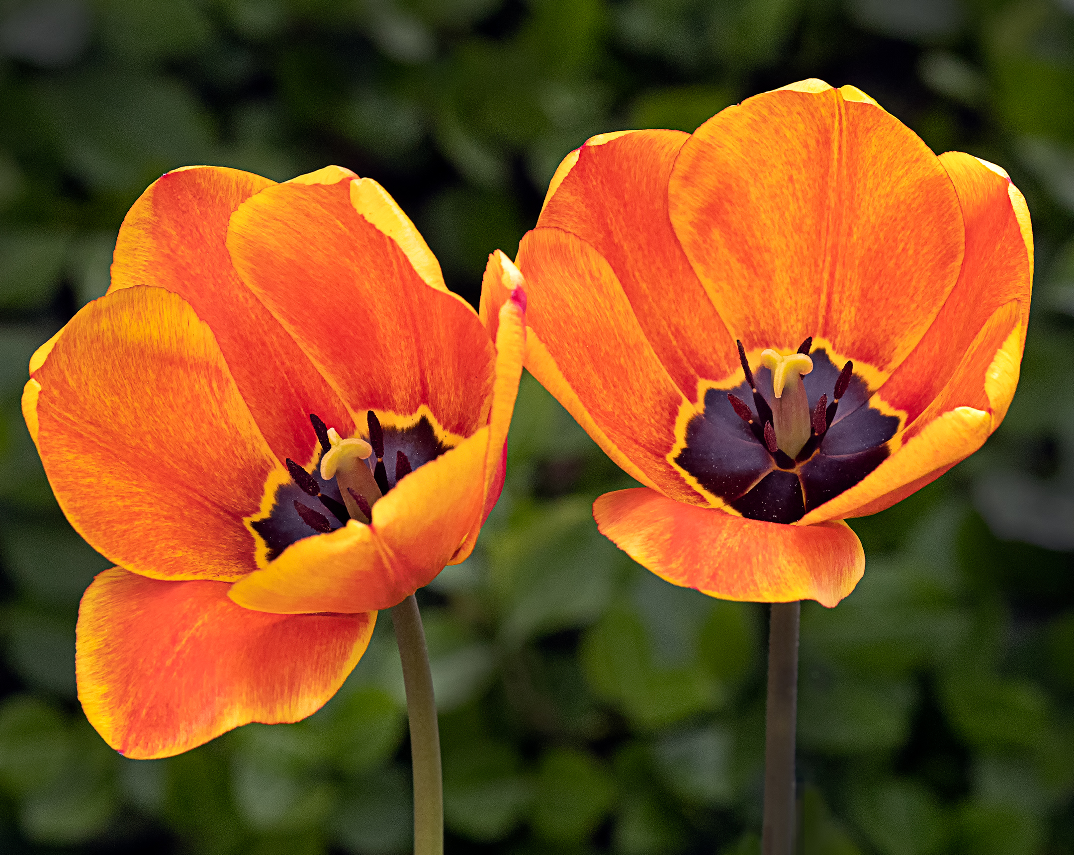 Orange Tulips.