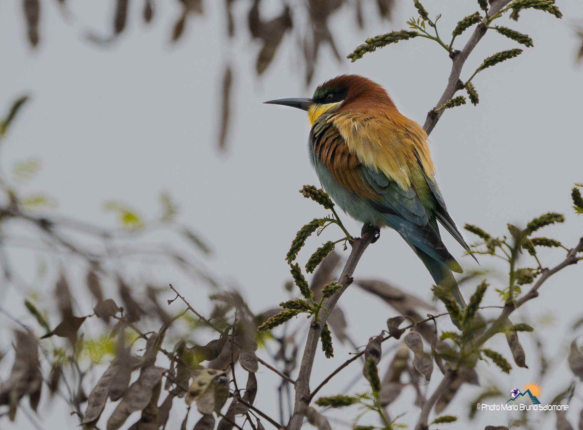 Gruccione sotto la pioggia.