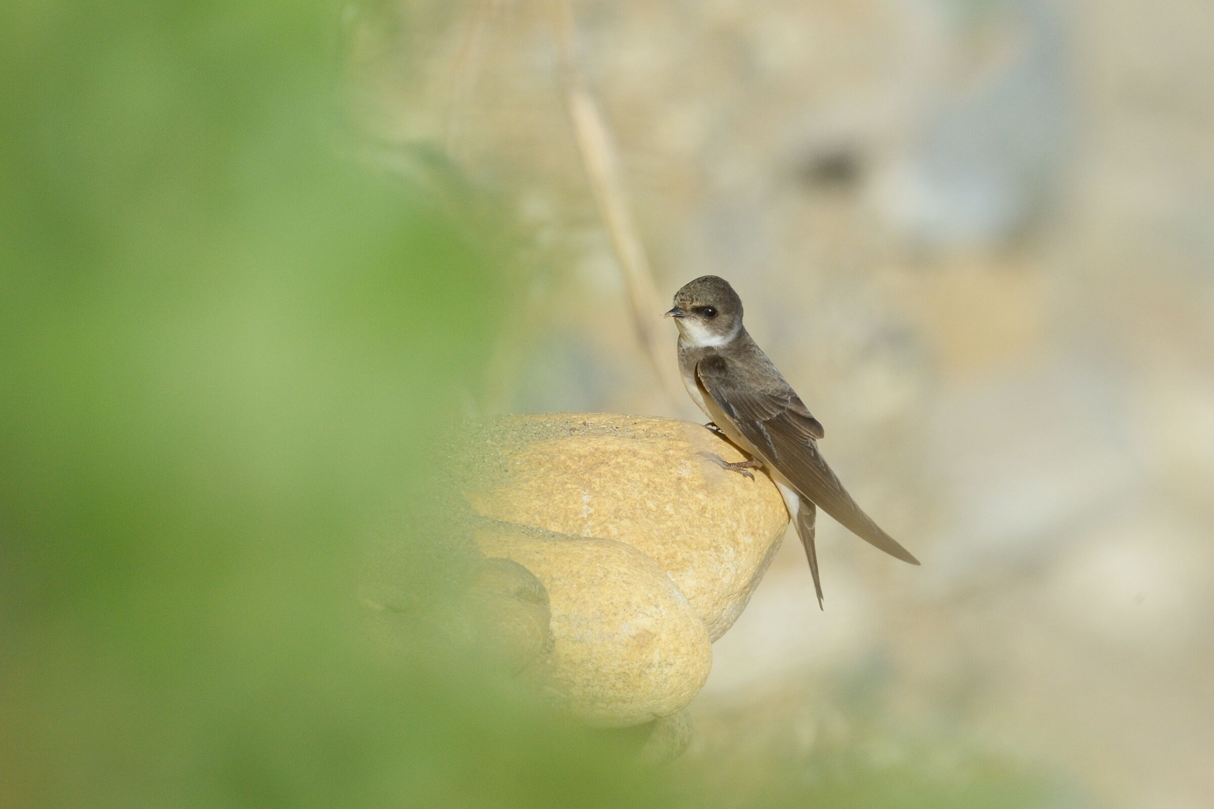 Il riposo del Topino (Riparia riparia)