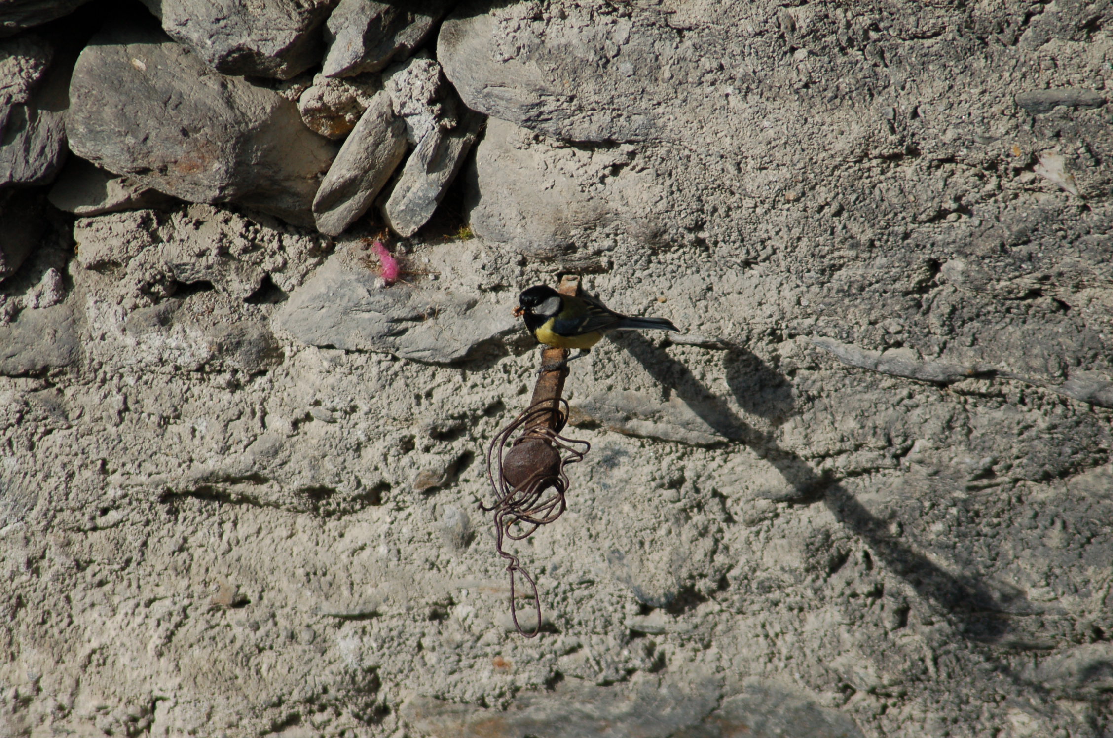 Cinciallegra (Parus major) - May