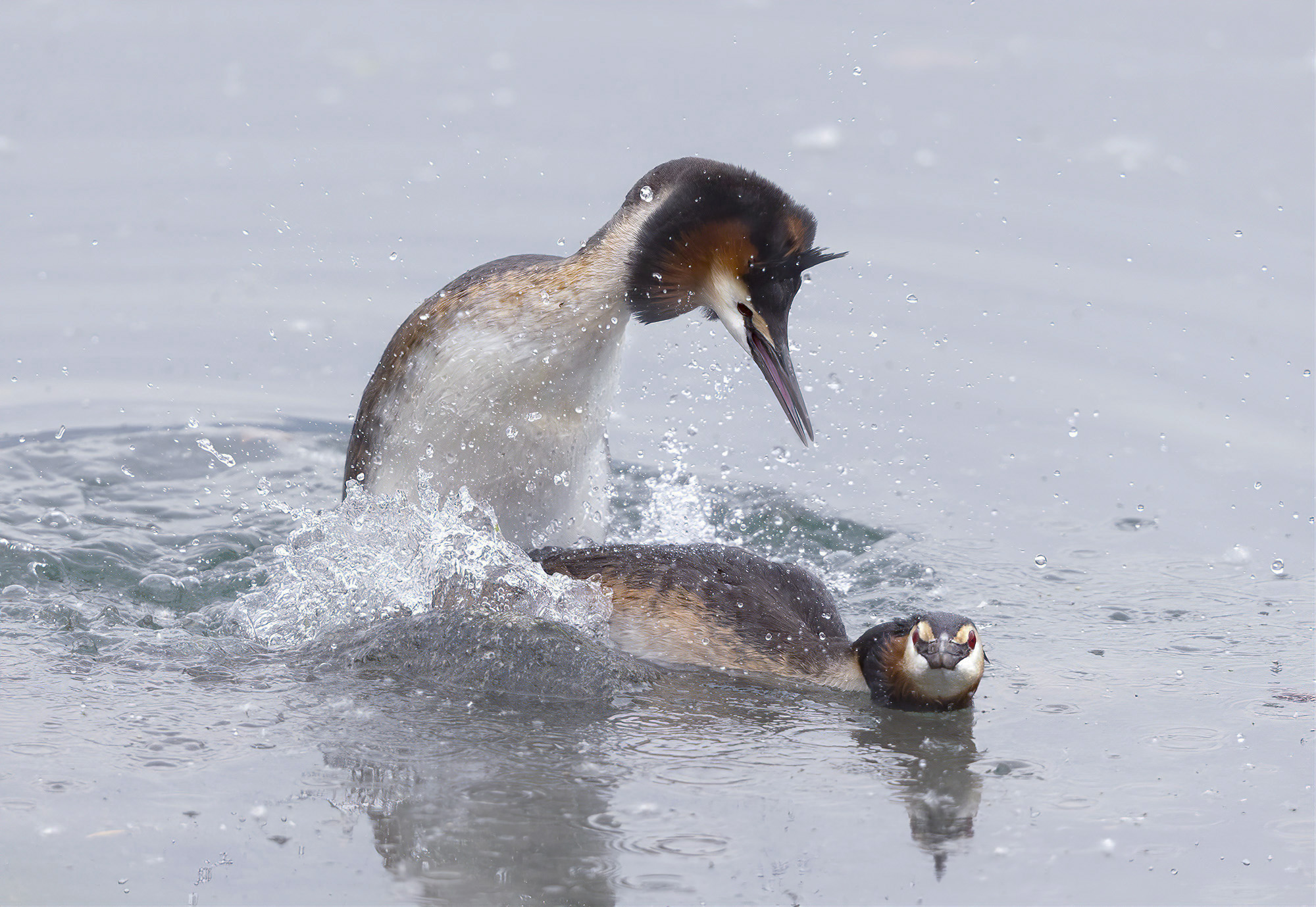 accoppiamento svassi maggiori