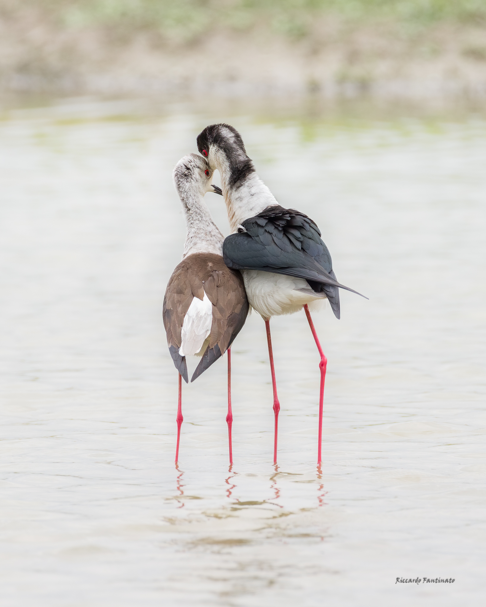 Cavaliere D'Italia , la coppia in amore