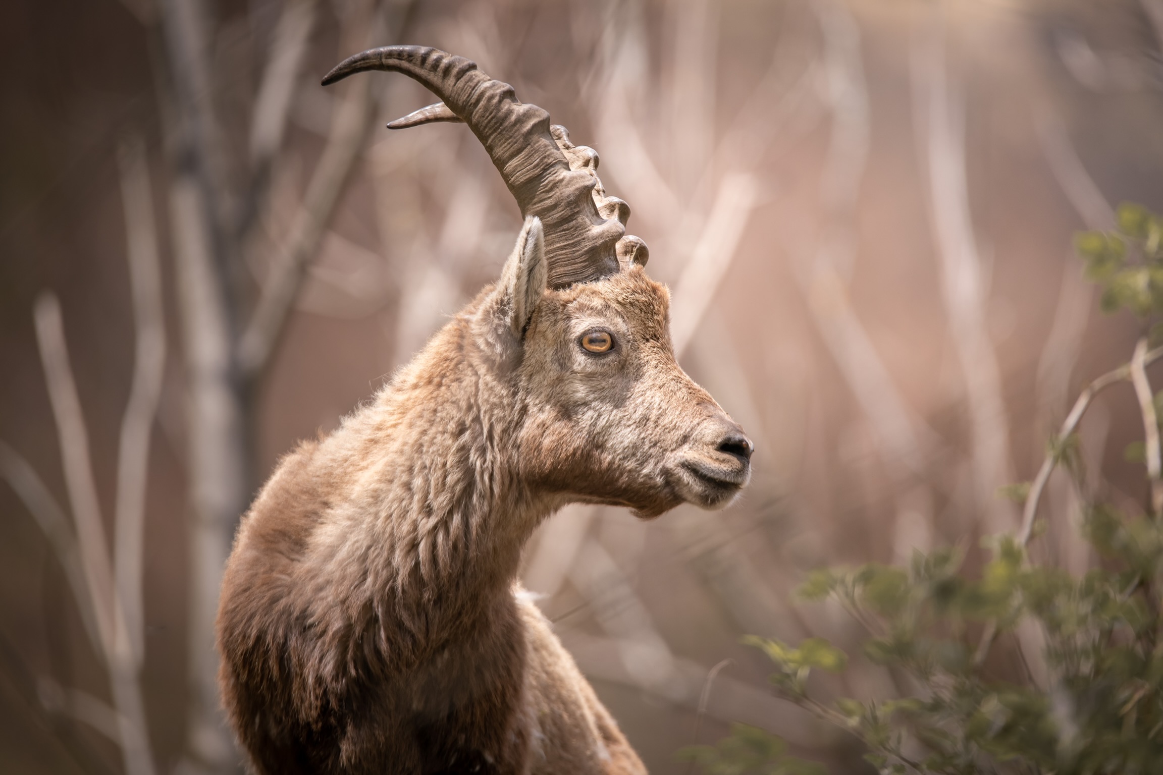 Orobie Ibex