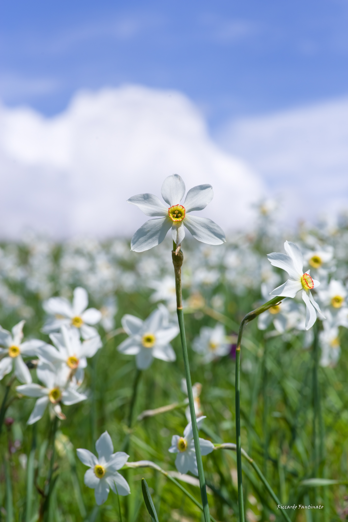 Spring at high altitude, the Giunchiglia