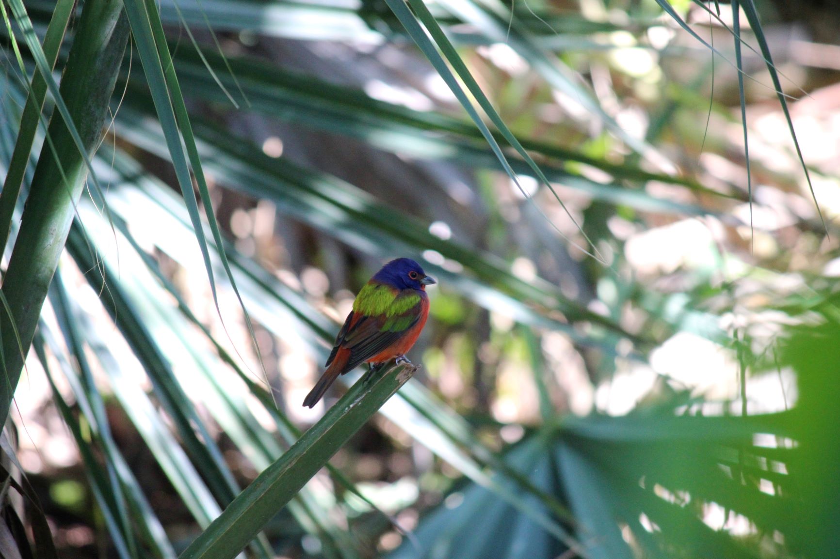 arcobaleno nel sottobosco