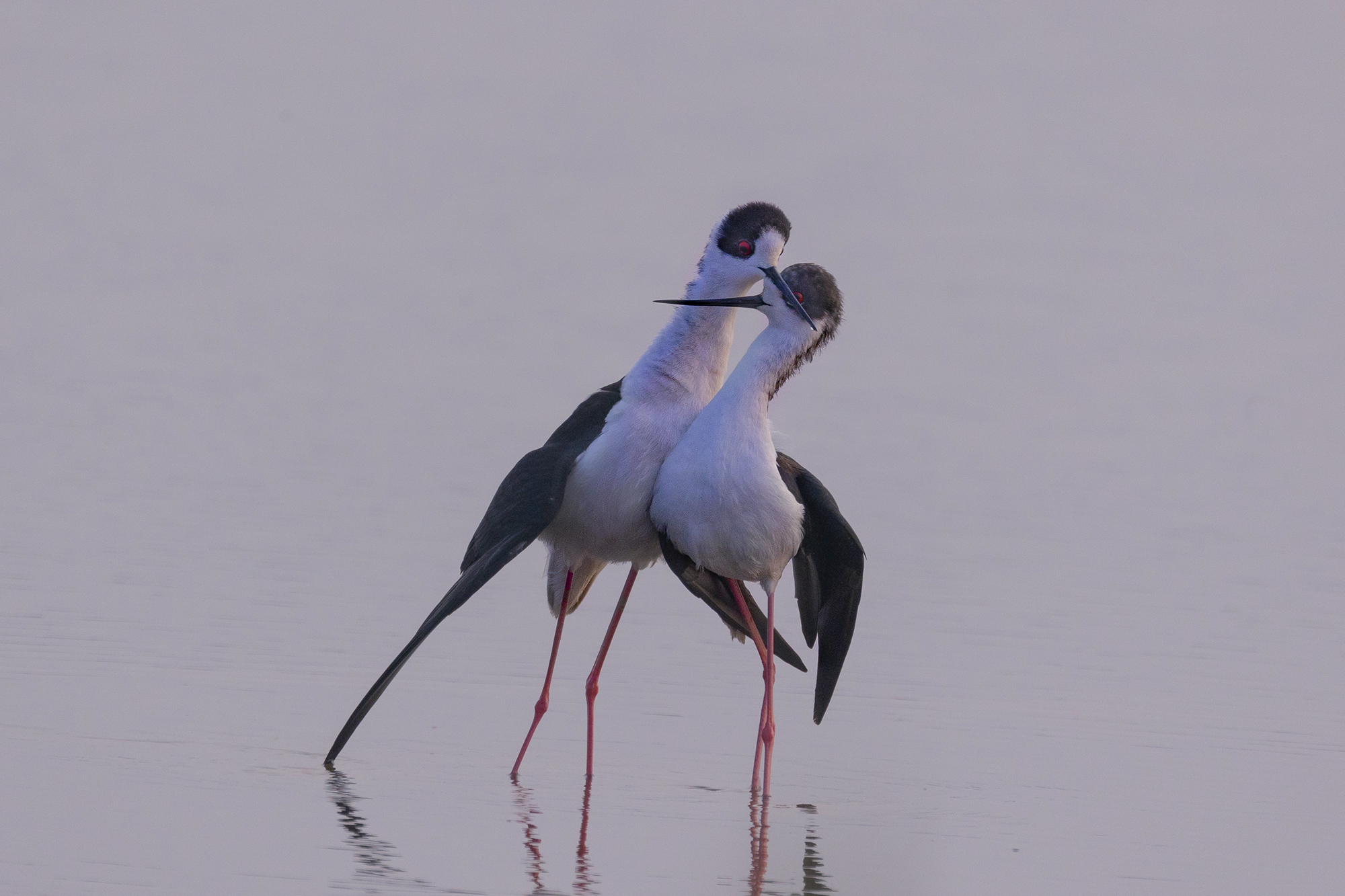l'ora dell'amore, cavalieri d'italia