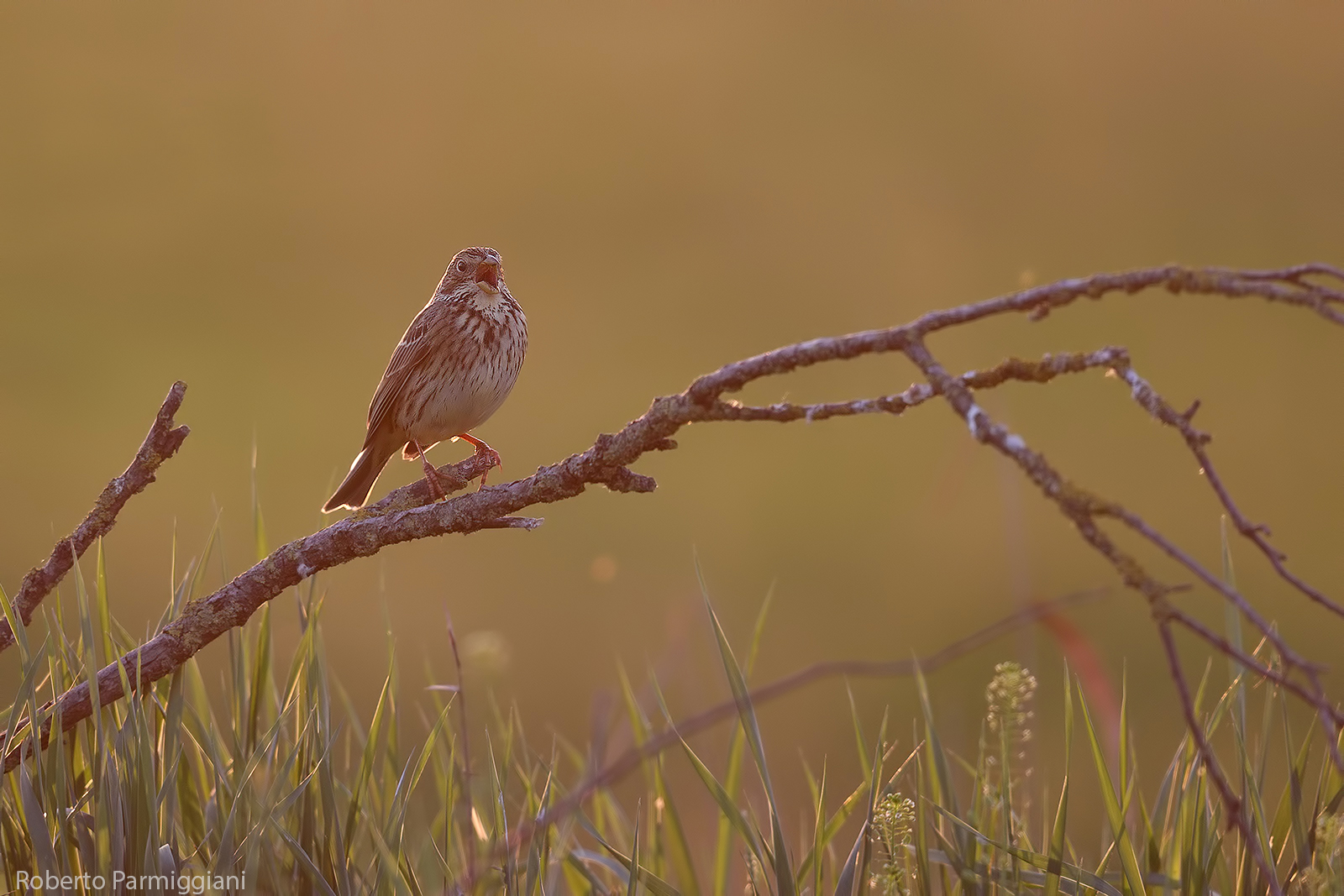 Composizione serale con strillozzo