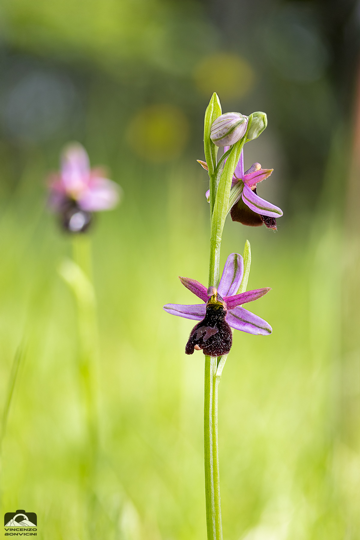 Ophrys bertolonii